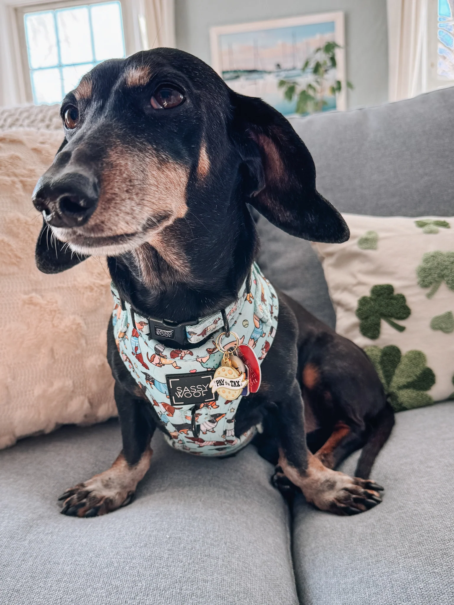 Collar Tag - Cheese Tax - Image 7