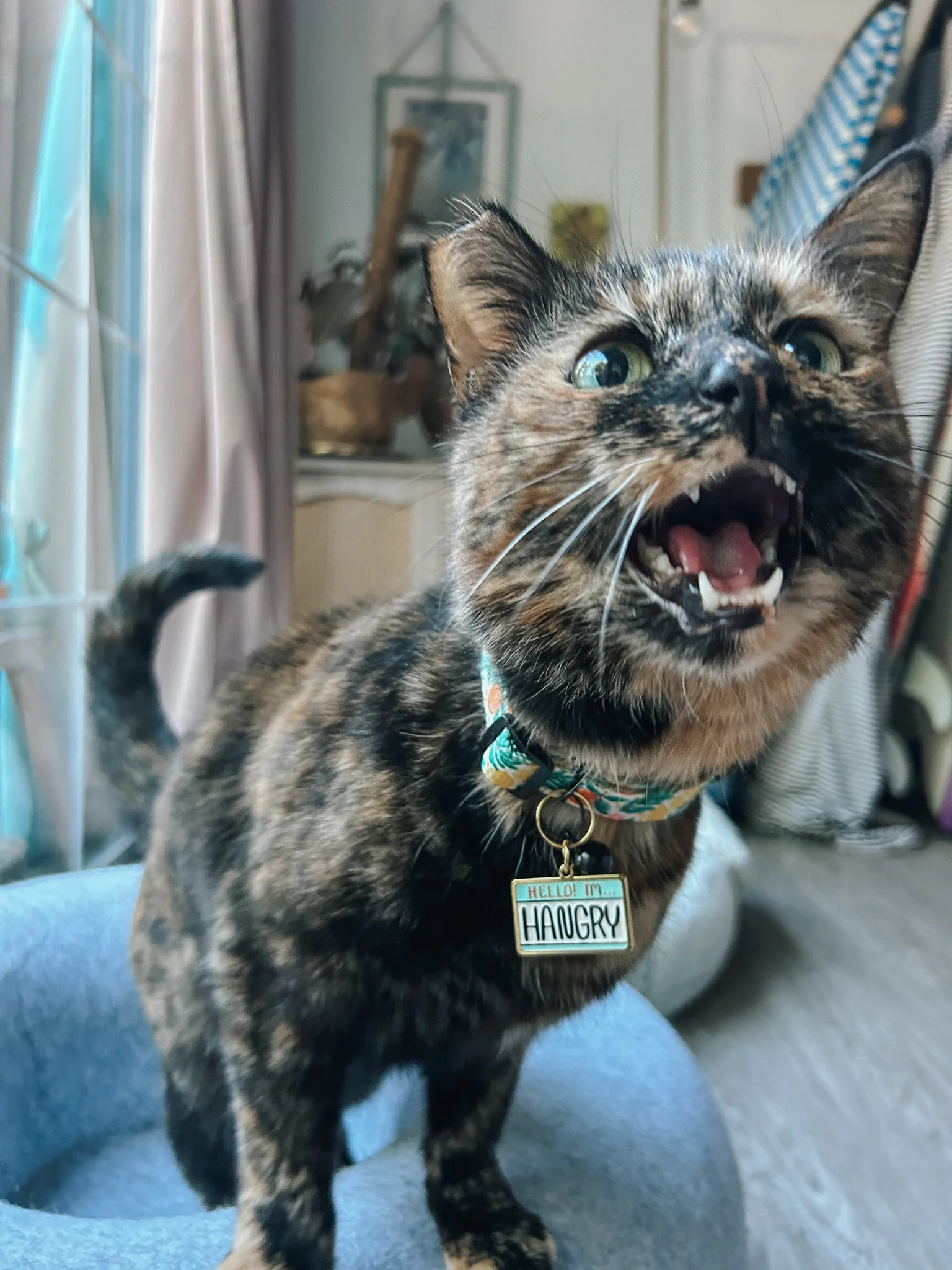 Collar Tag - Hello I'm Hangry - Image 6