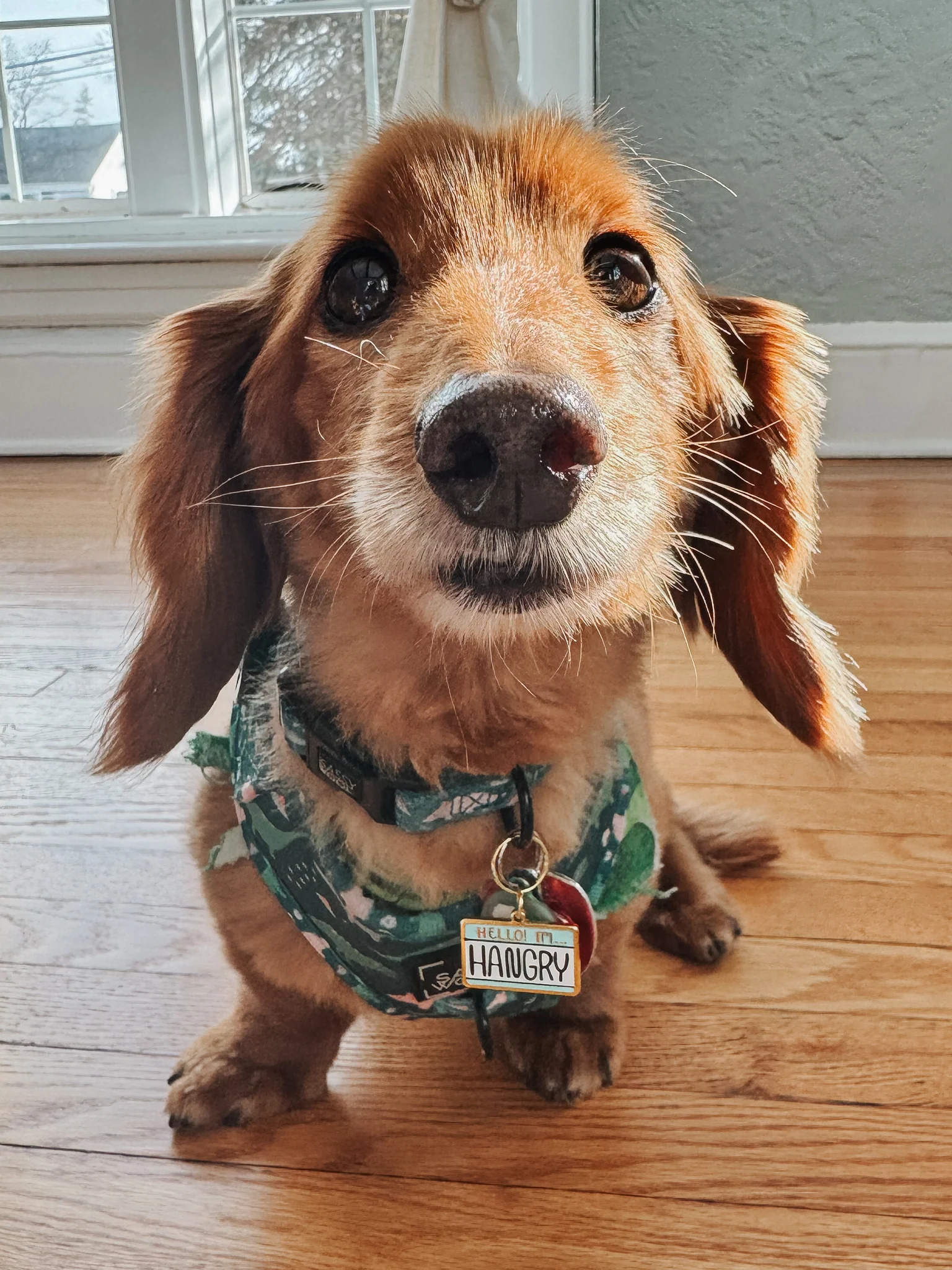 Collar Tag - Hello I'm Hangry - Image 8