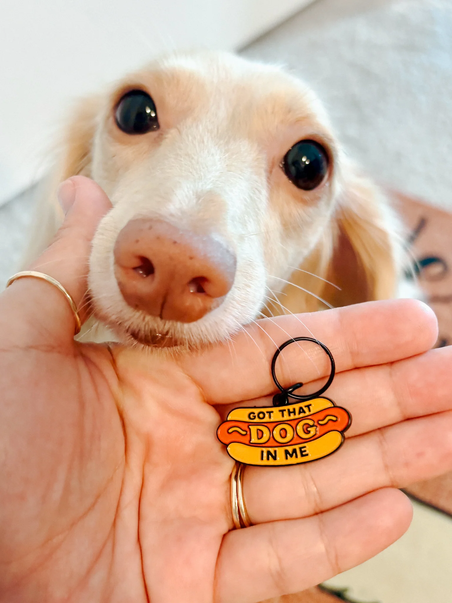 Collar Tag - Hot Dawg - Image 7