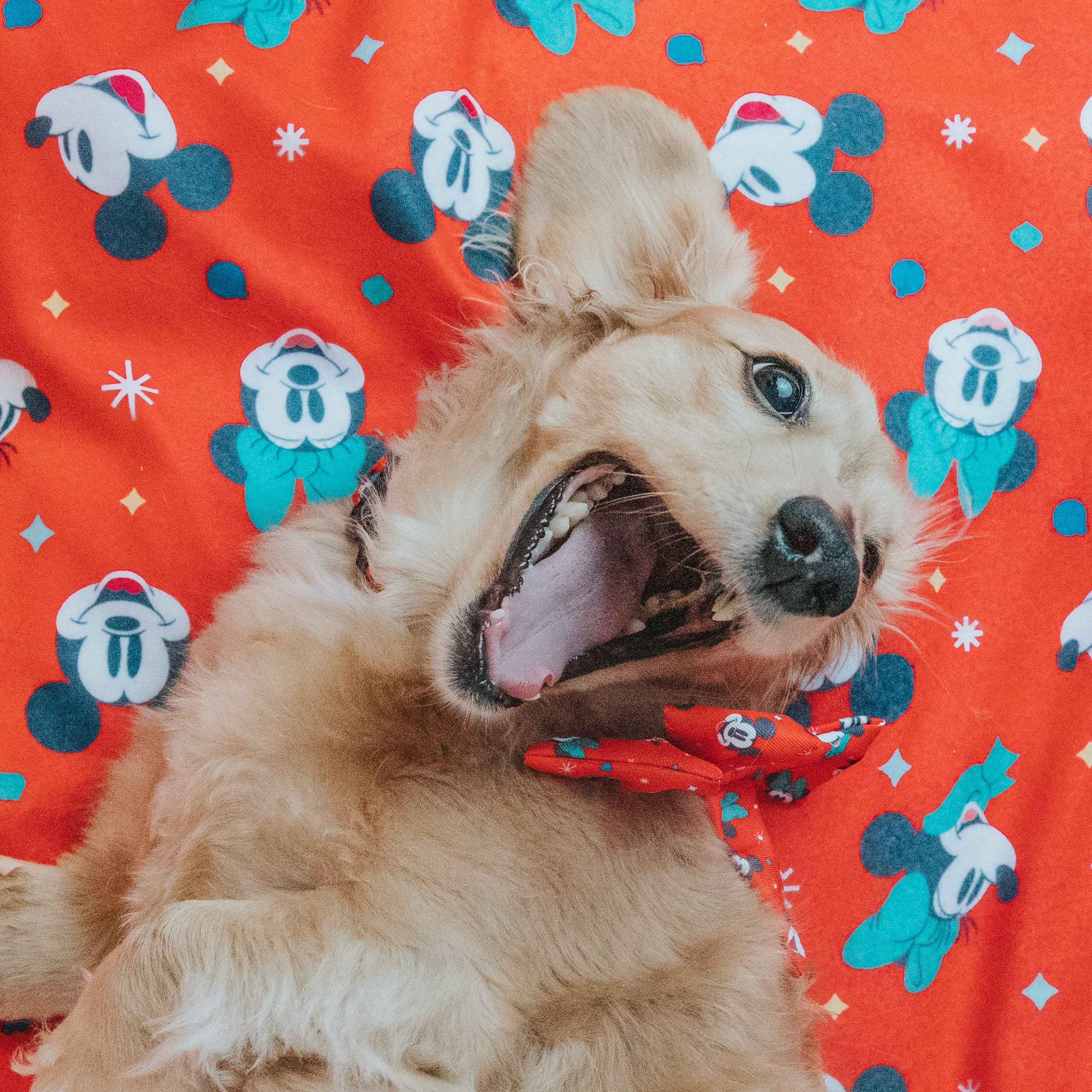 Pet Blanket - Disney Holiday Collection - Image 4