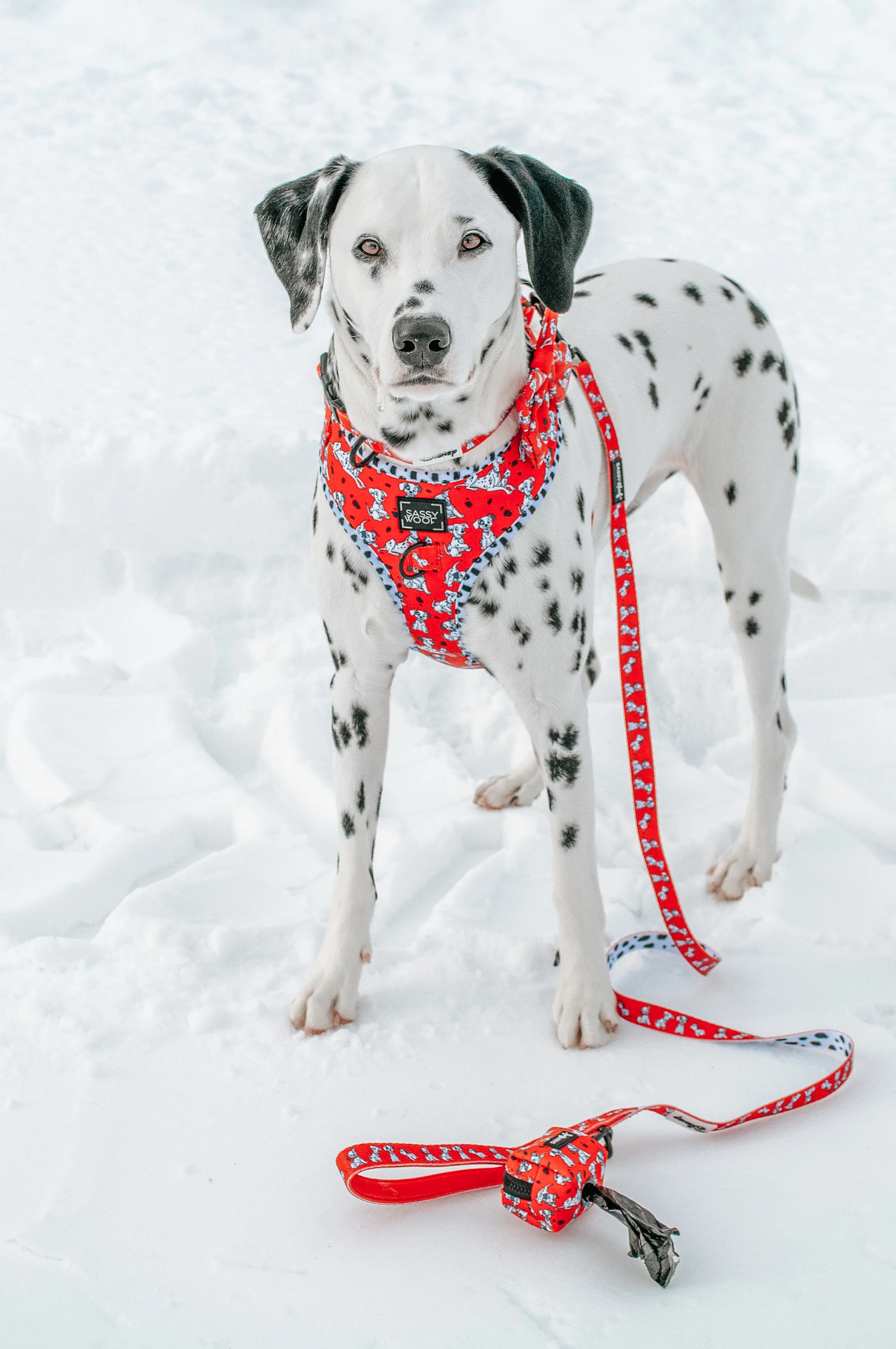 Dog Adjustable Harness - Disney's 101 Dalmatians - Image 11