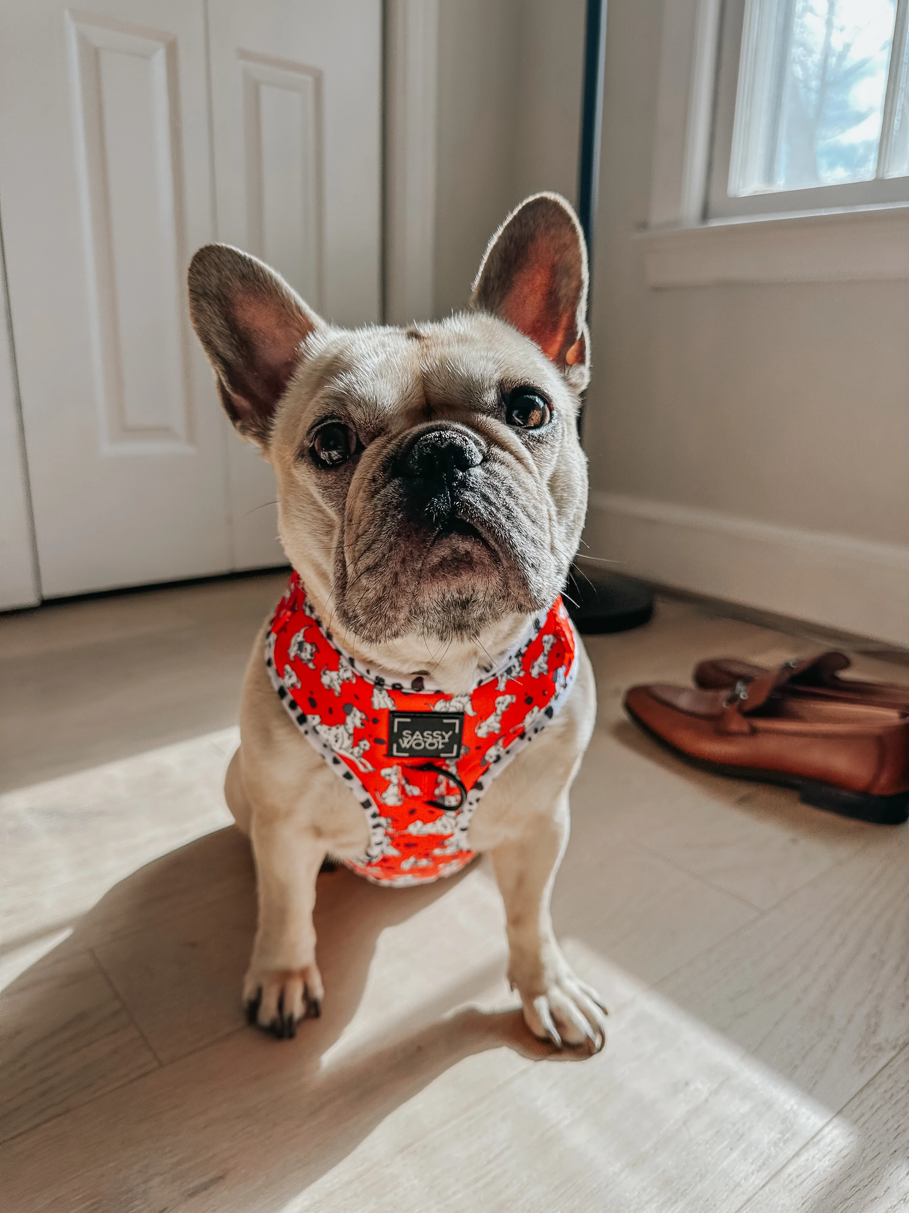 Dog Adjustable Harness - Disney's 101 Dalmatians - Image 9
