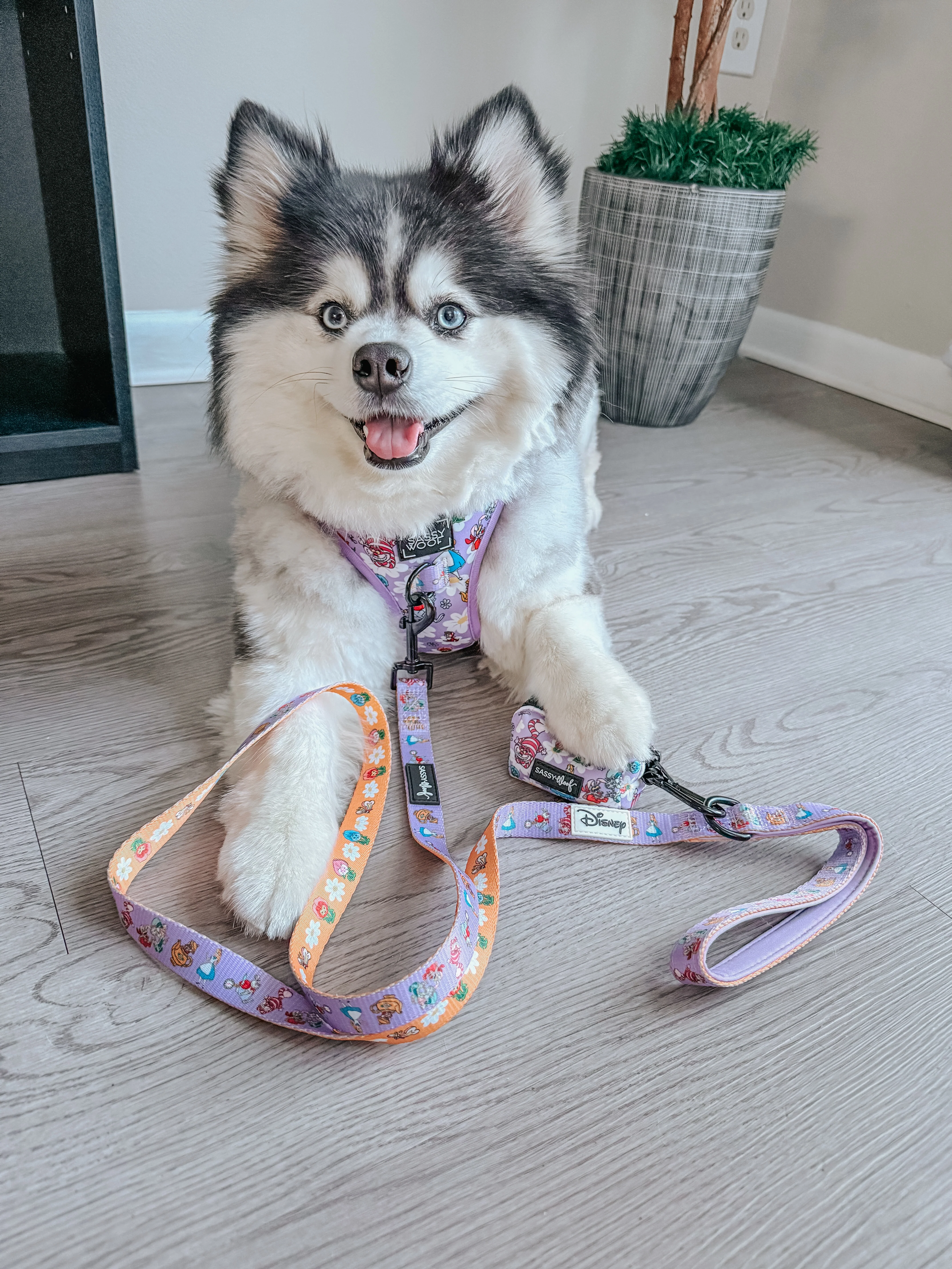 Dog Adjustable Harness - Alice in Wonderland (Purple) - Image 5