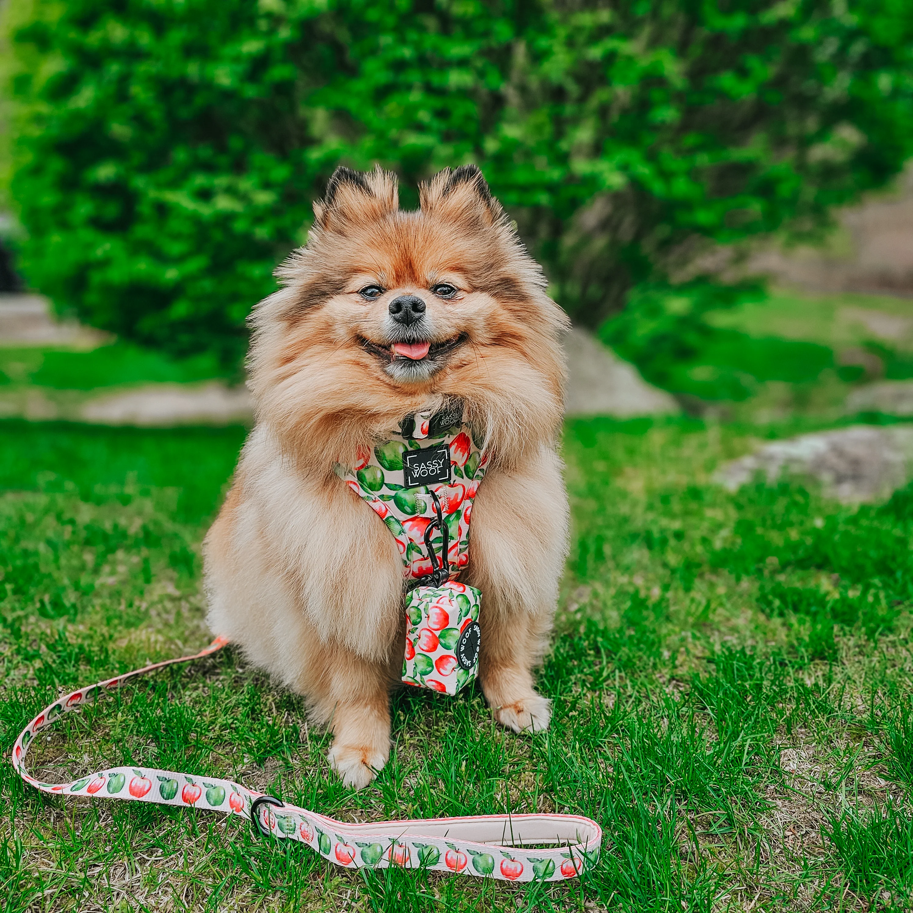 Dog Adjustable Harness - Apple of My Eye - Image 11