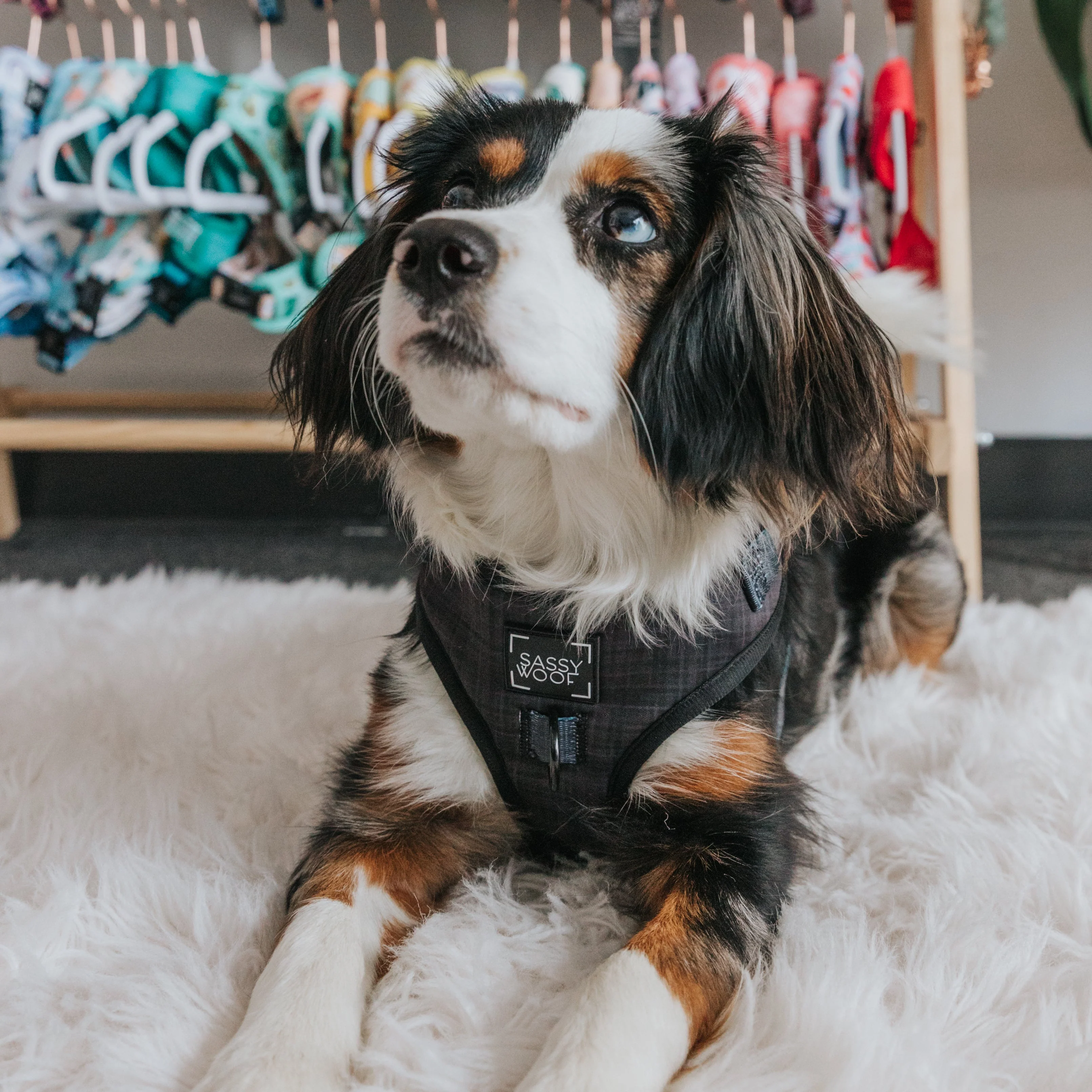 Dog Adjustable Harness - Baby Got Black - Image 15