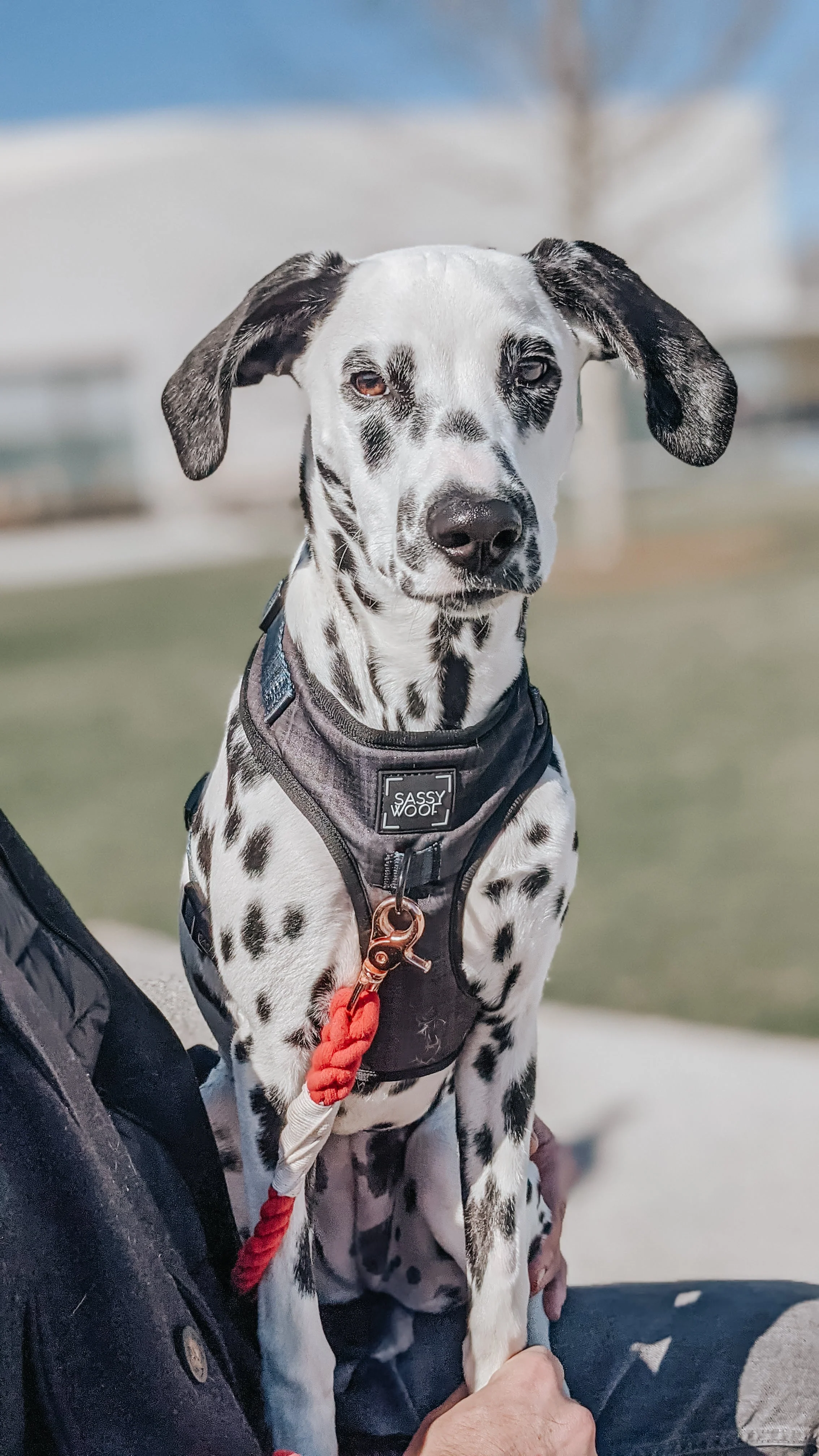 Dog Adjustable Harness - Baby Got Black - Image 16