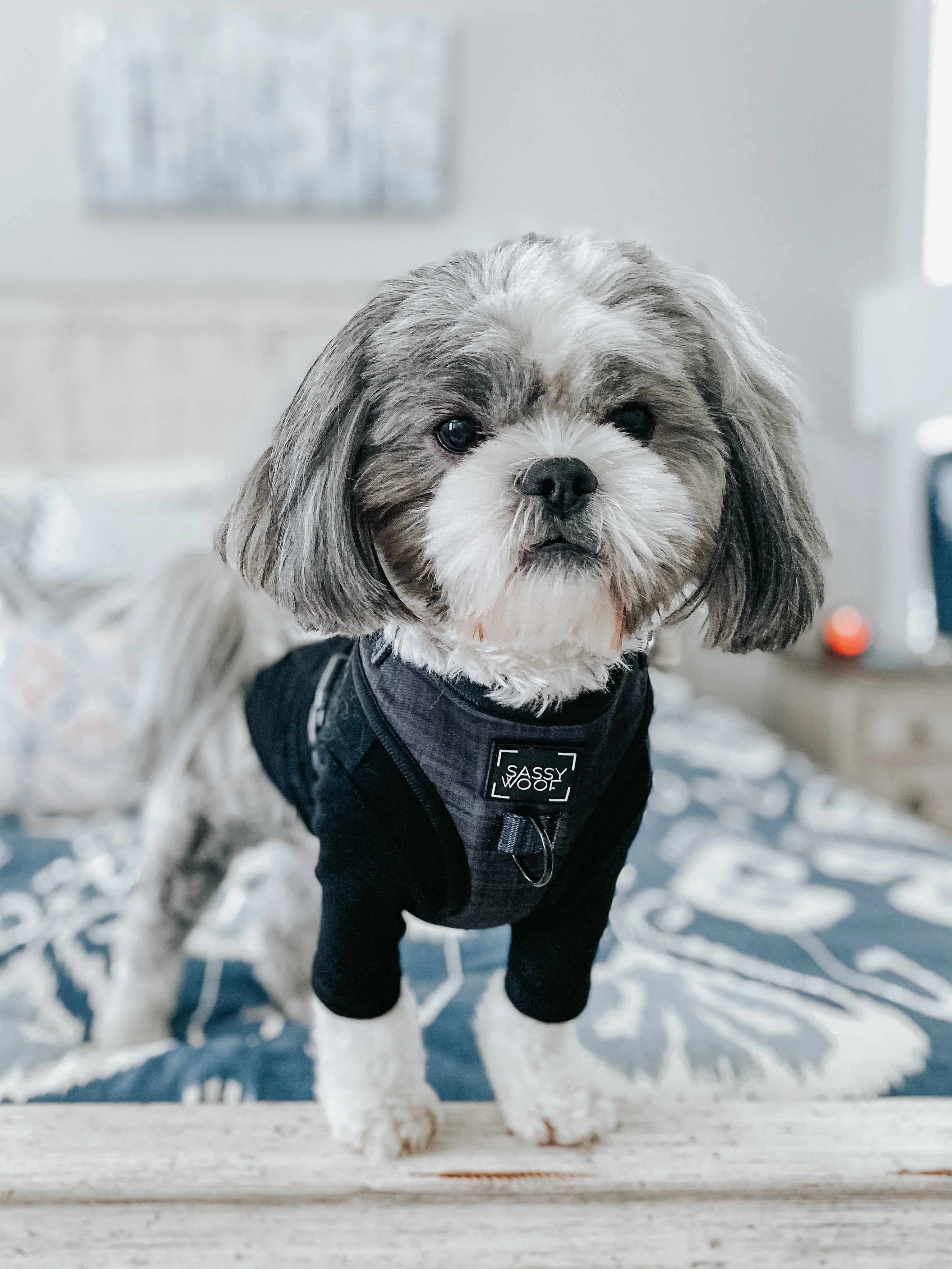 Dog Adjustable Harness - Baby Got Black - Image 18