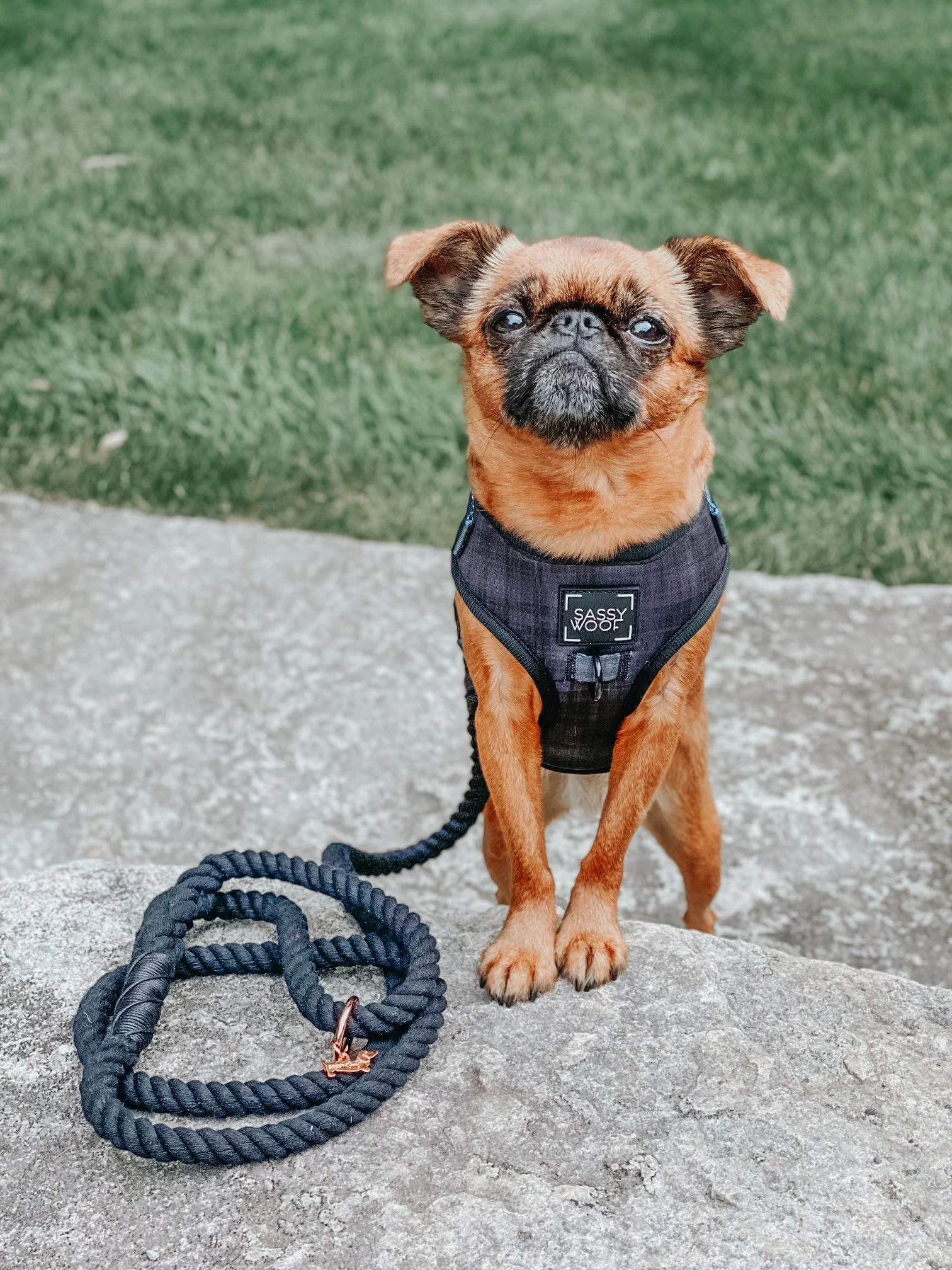 Dog Adjustable Harness - Baby Got Black - Image 19