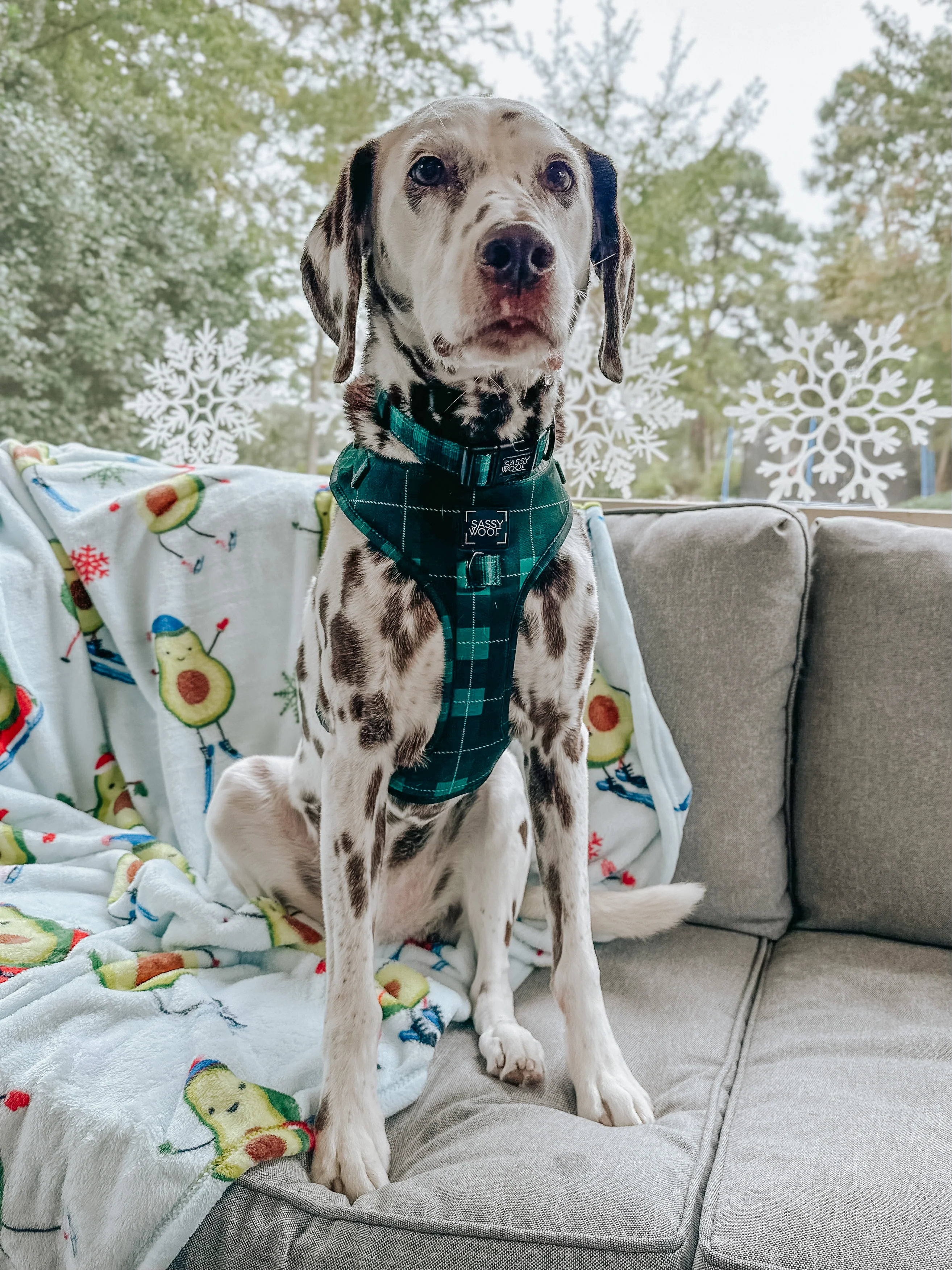 Dog Adjustable Harness - Barks of Holly - Image 15