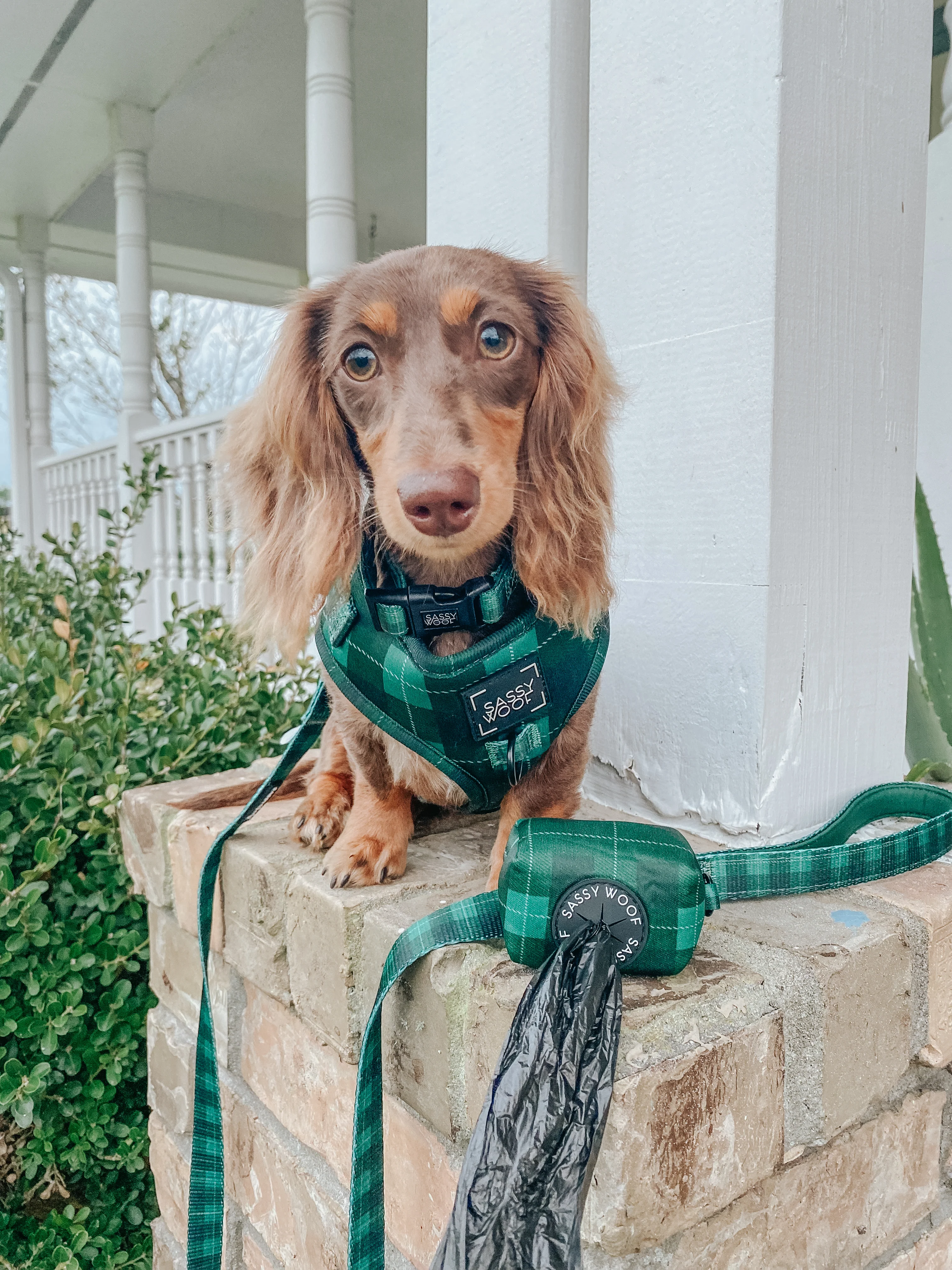 Dog Adjustable Harness - Barks of Holly - Image 16