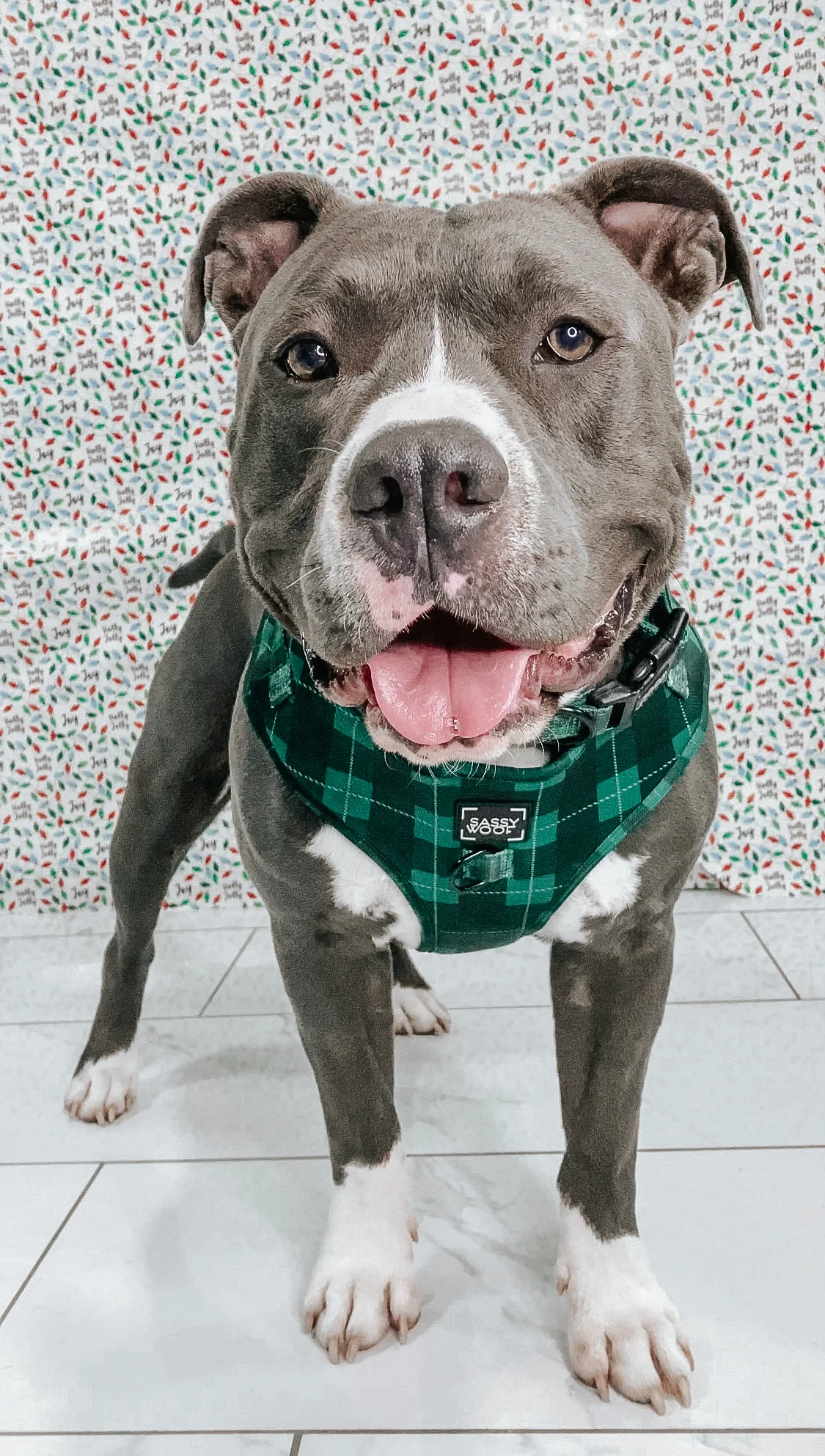Dog Adjustable Harness - Barks of Holly - Image 9