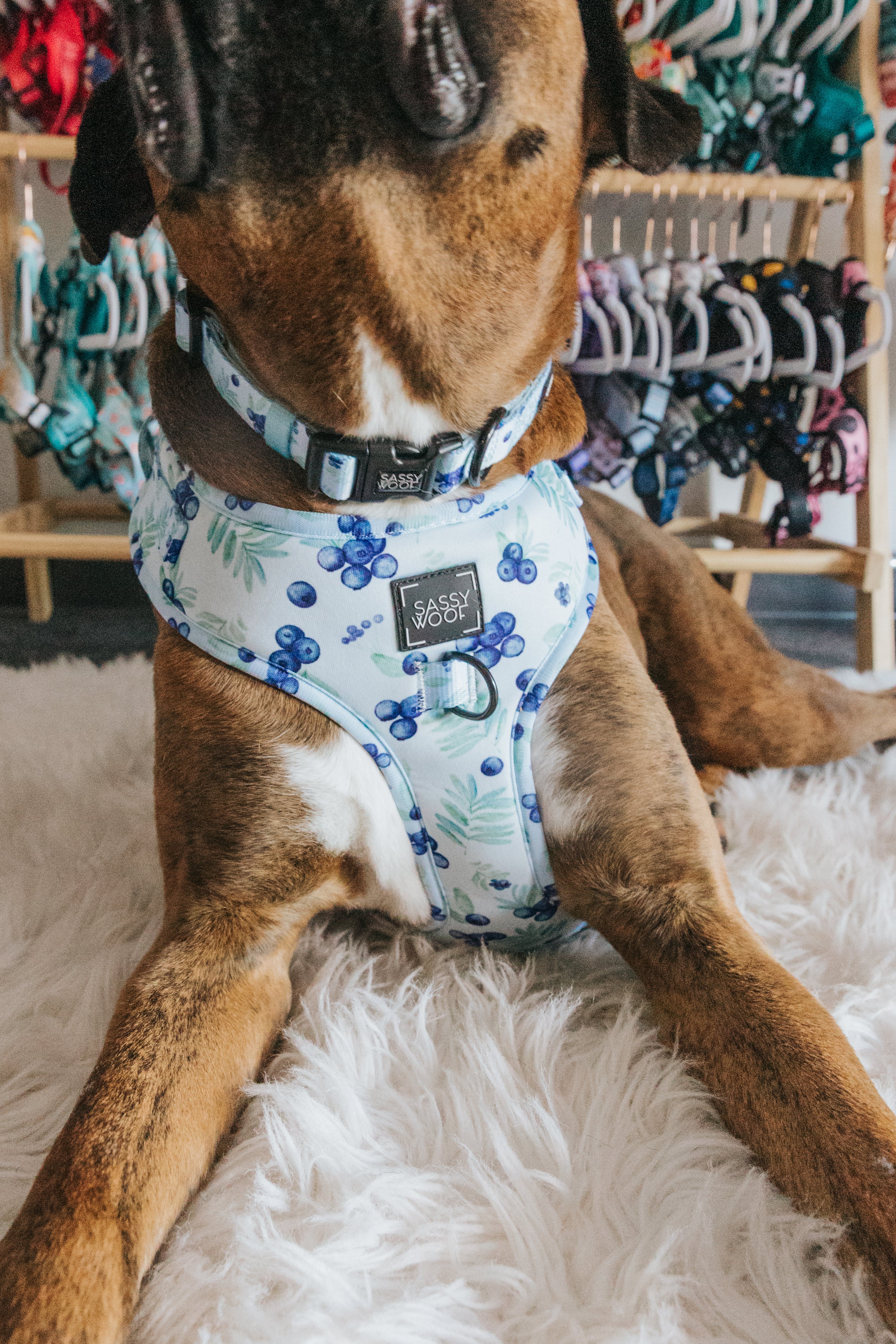 Dog Adjustable Harness - Berry Sassy - Image 15
