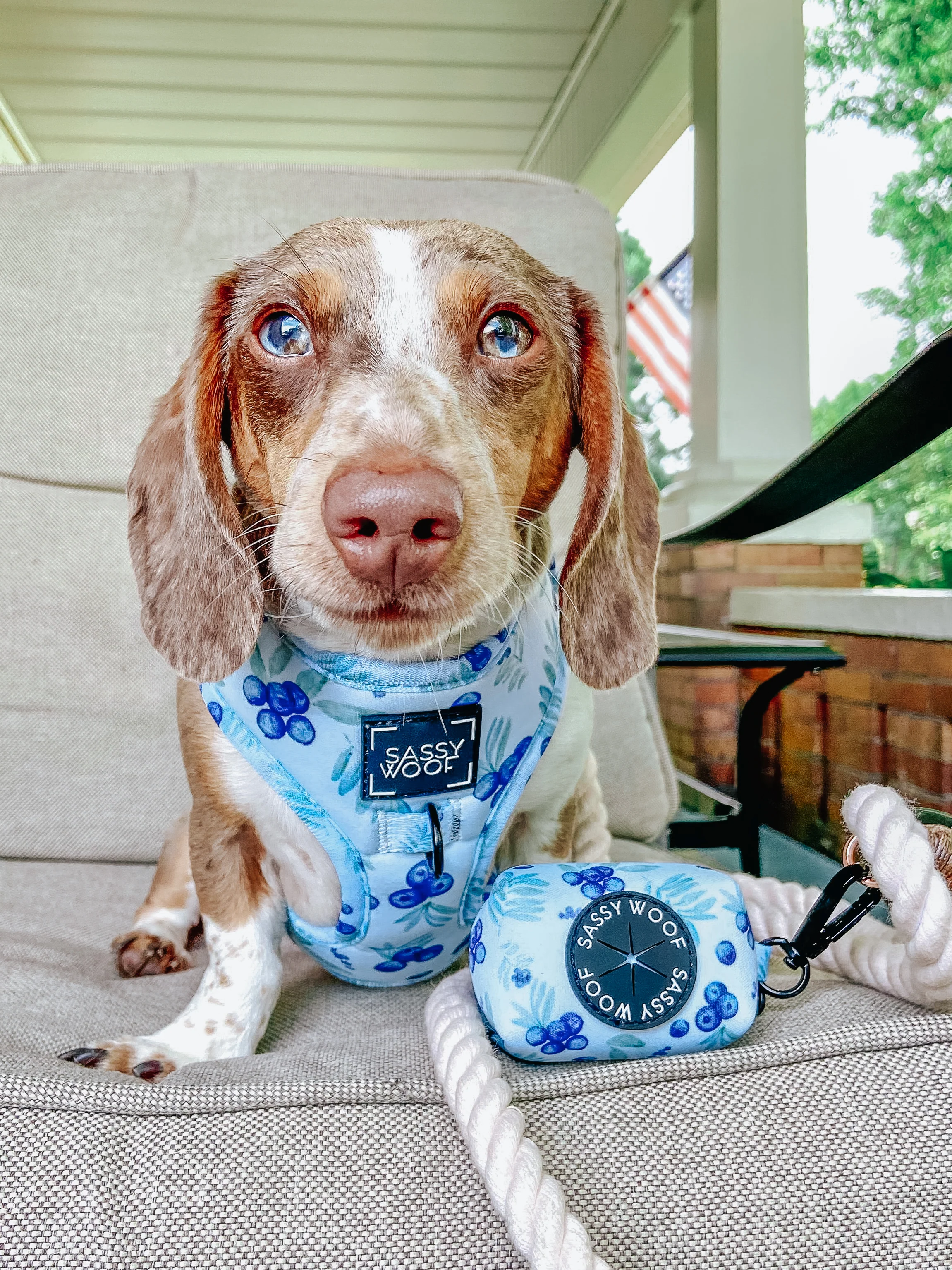 Dog Adjustable Harness - Berry Sassy - Image 16