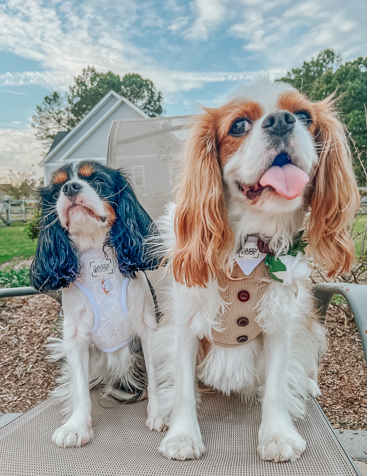 Dog Adjustable Harness - Best Pup - Image 7