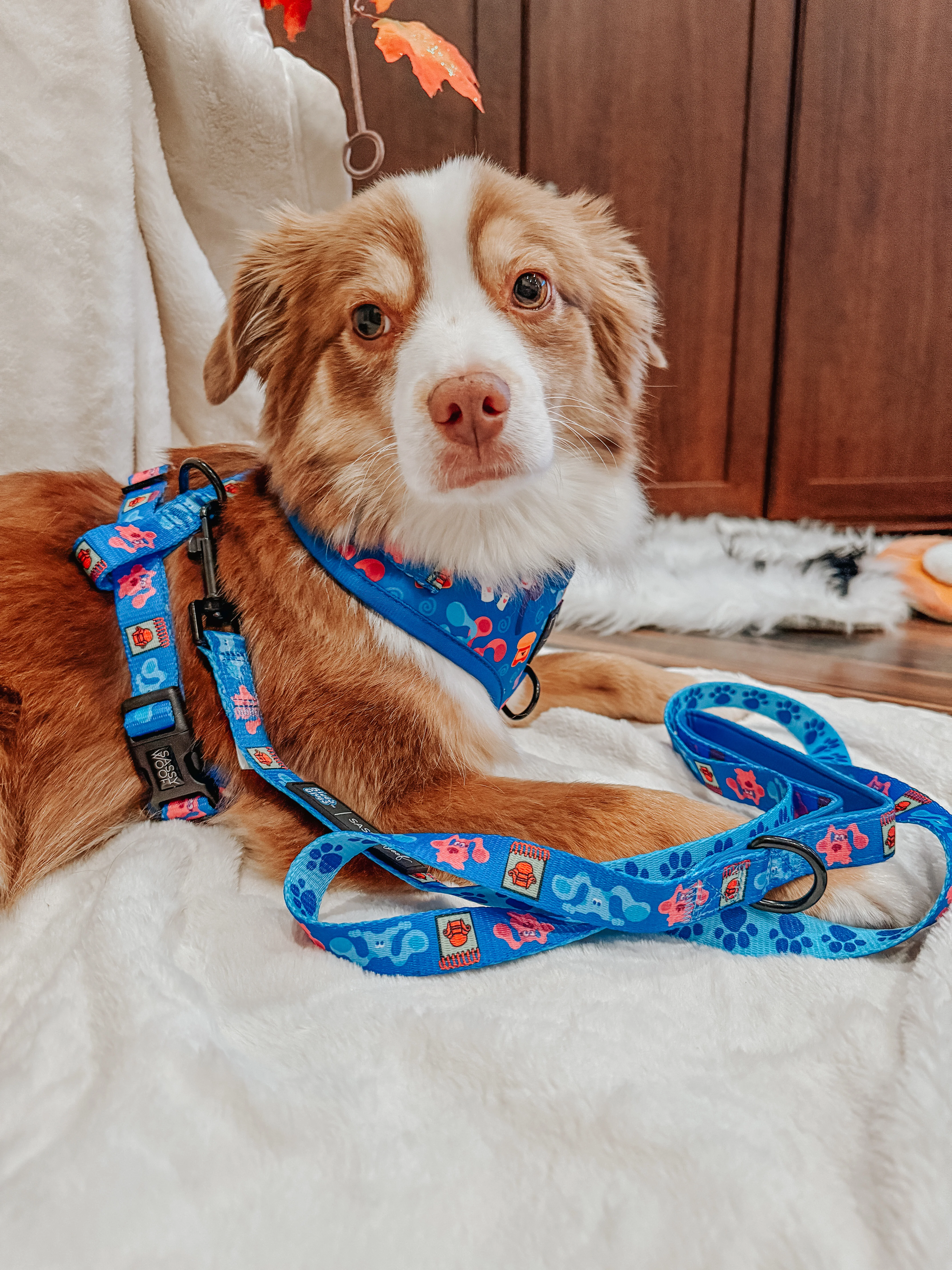 Dog Adjustable Harness - Blue's Clues™ - Image 14