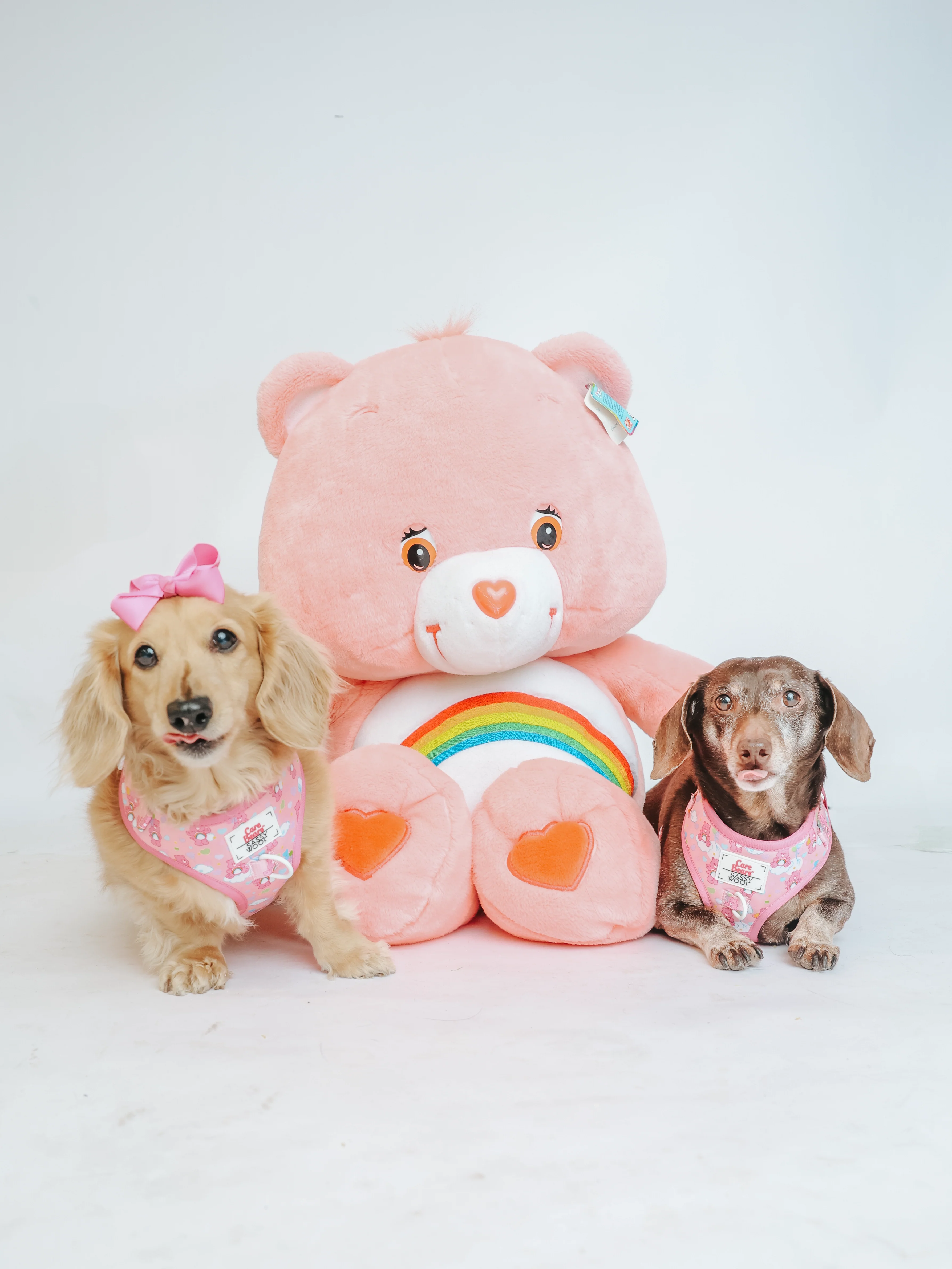 Dog Adjustable Harness - Care Bears™ Cheer Bear - Image 17