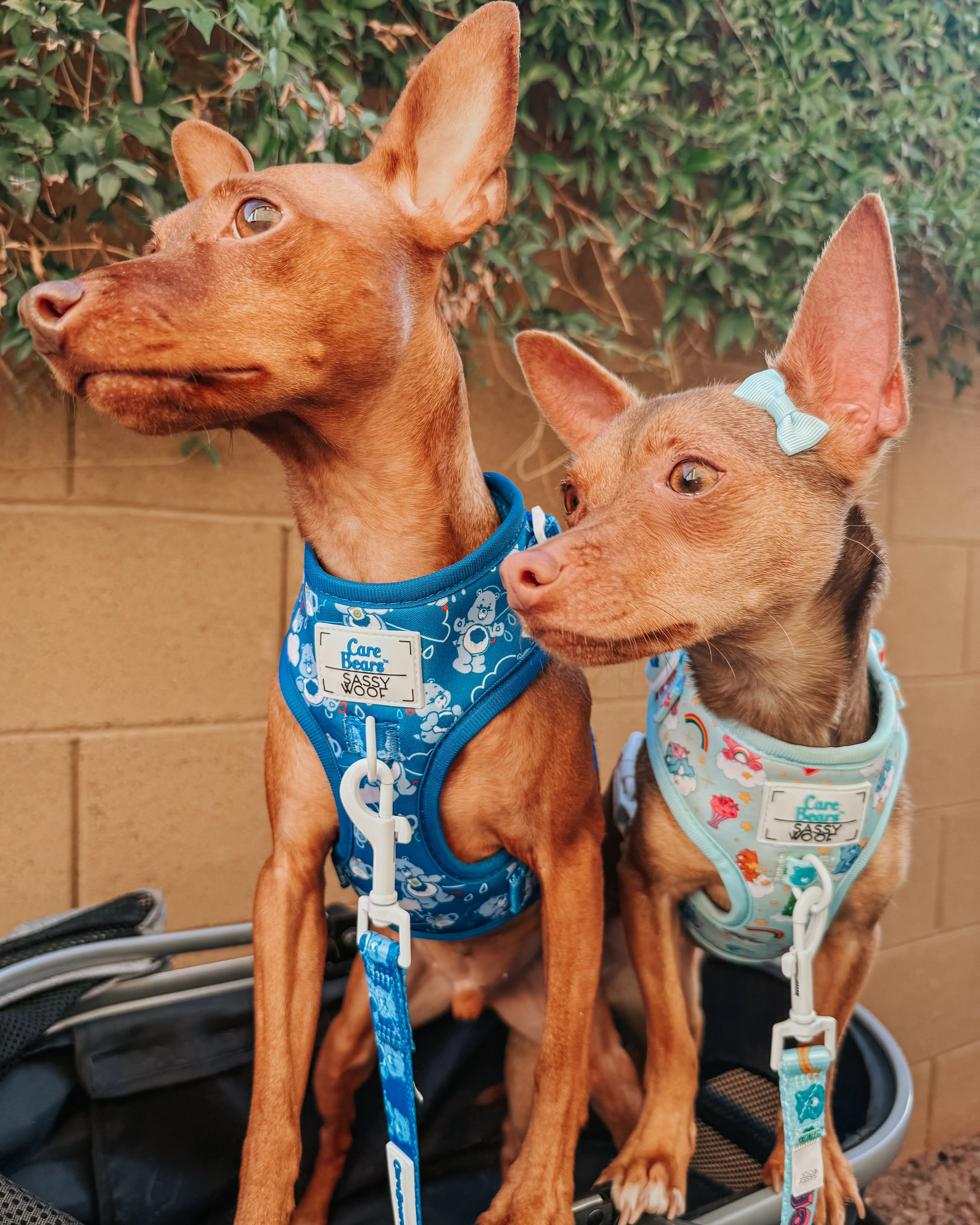 Dog Adjustable Harness - Care Bears™ Care-a-Lot - Image 13