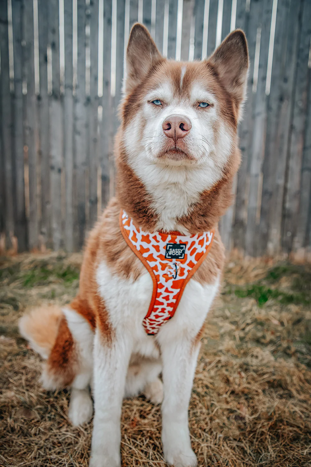 Dog Adjustable Harness - Chocolate Milk - Image 11