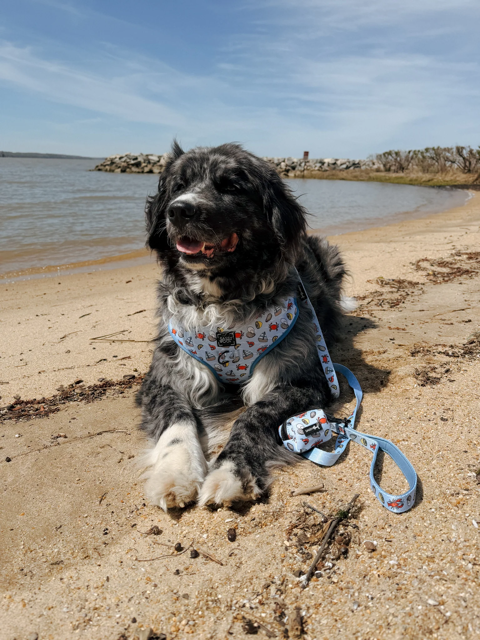 Dog Two Piece Bundle - Coastal Cuties - Image 10