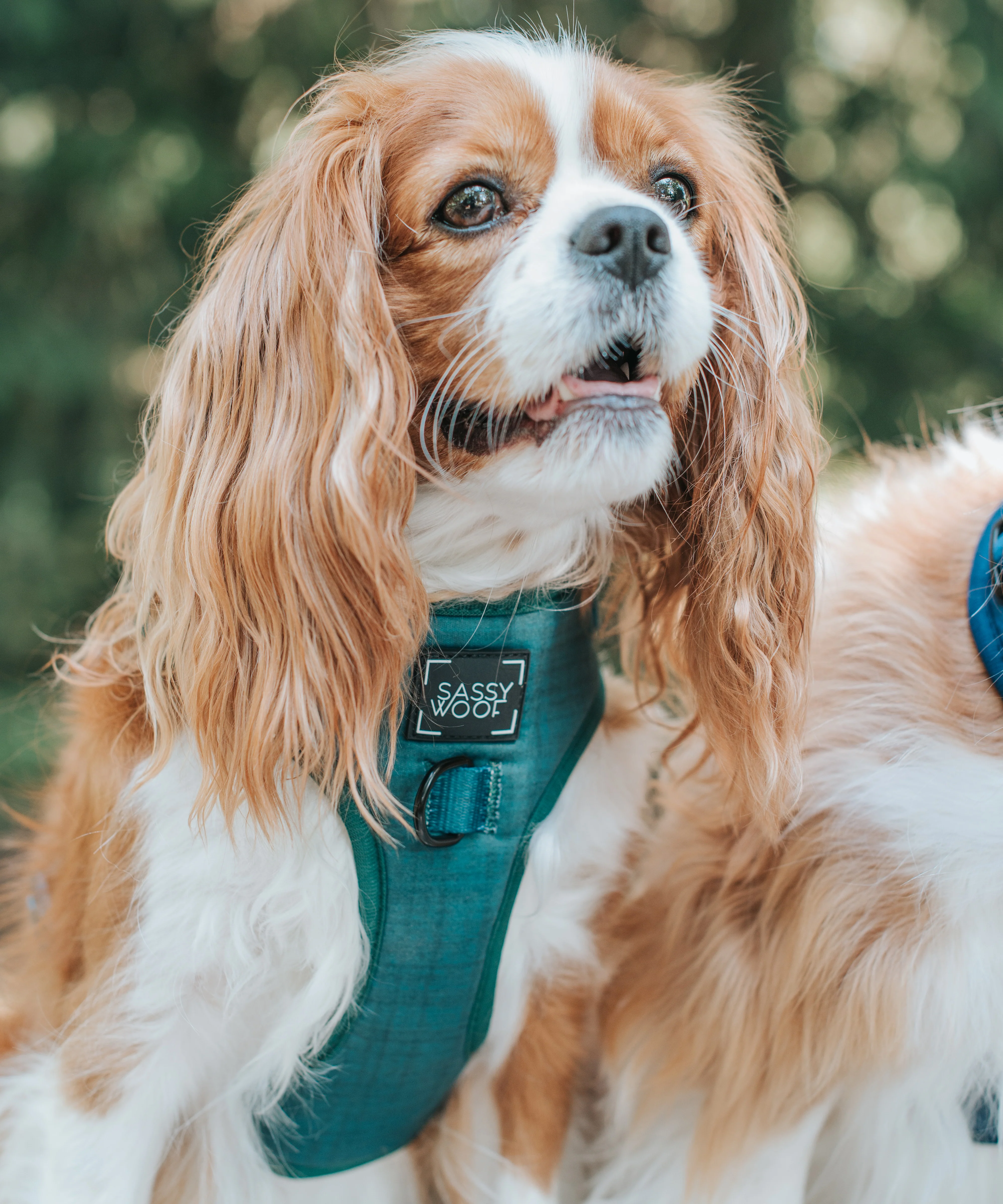 Dog Adjustable Harness - Forest - Image 13
