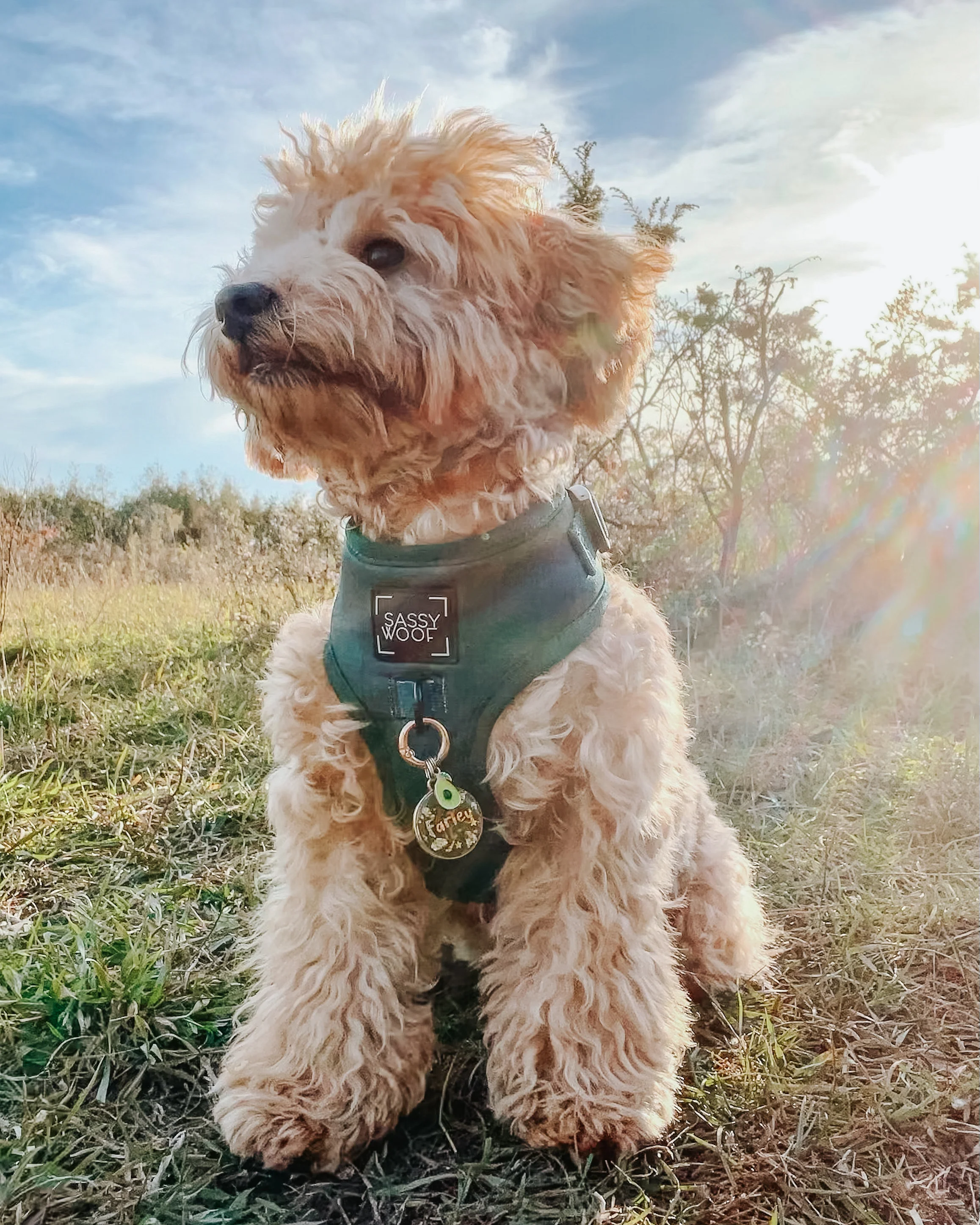 Dog Adjustable Harness - Forest - Image 14