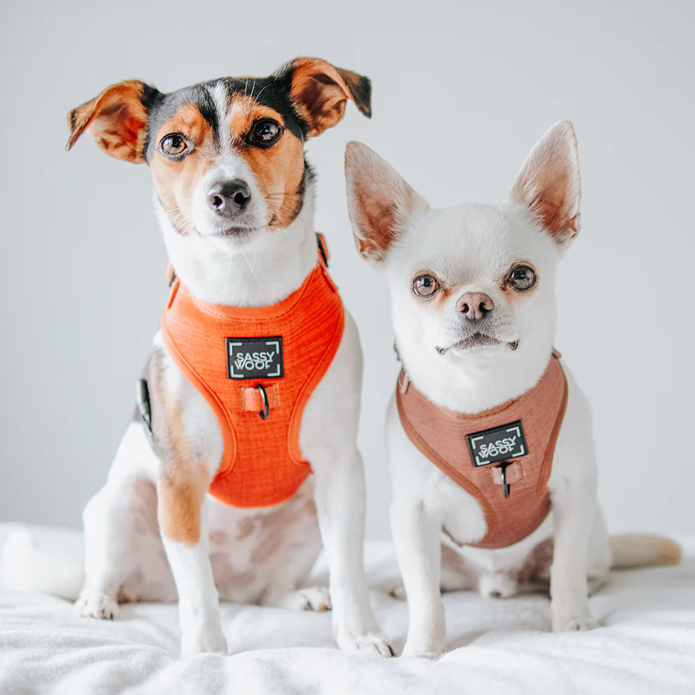Dog Adjustable Harness - Foxy - Image 11