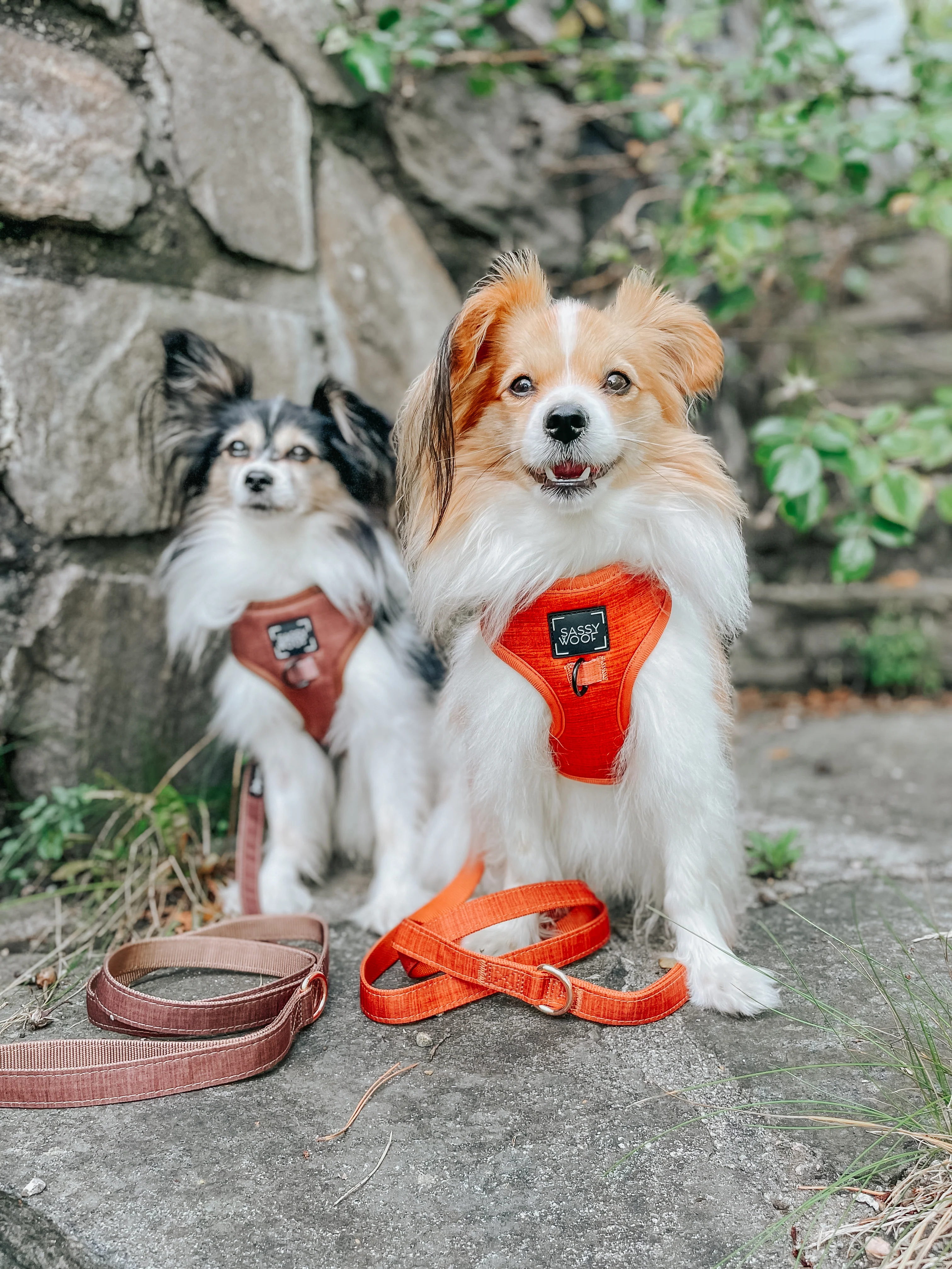 Dog Adjustable Harness - Foxy - Image 12