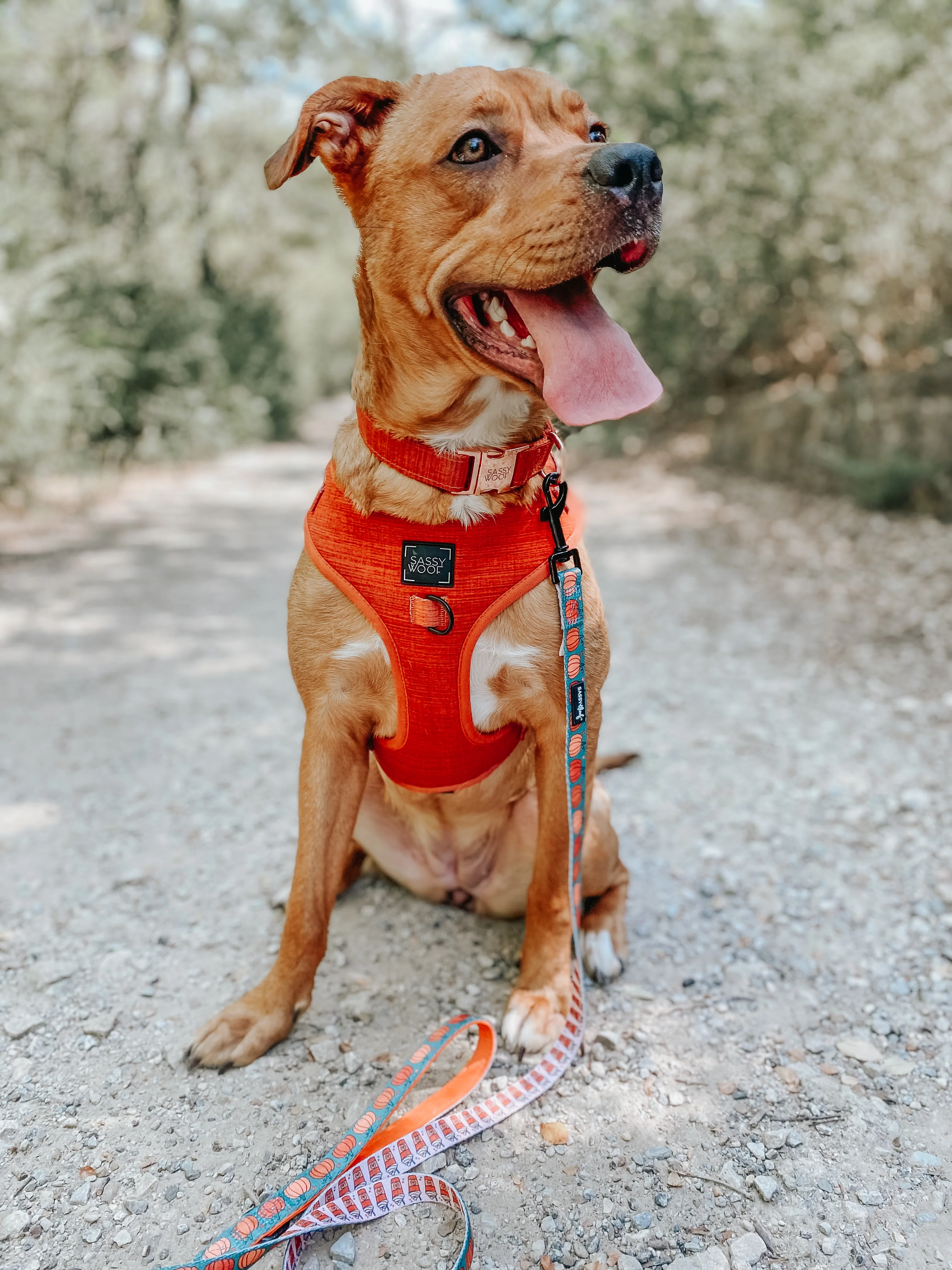 Dog Adjustable Harness - Foxy - Image 19