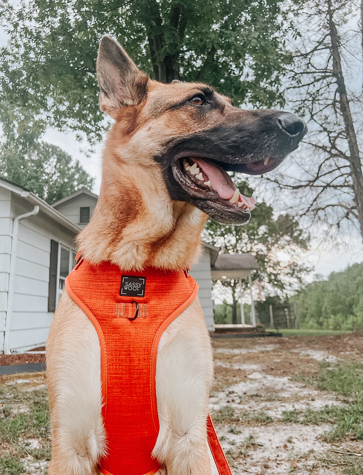 Dog Adjustable Harness - Foxy - Image 21