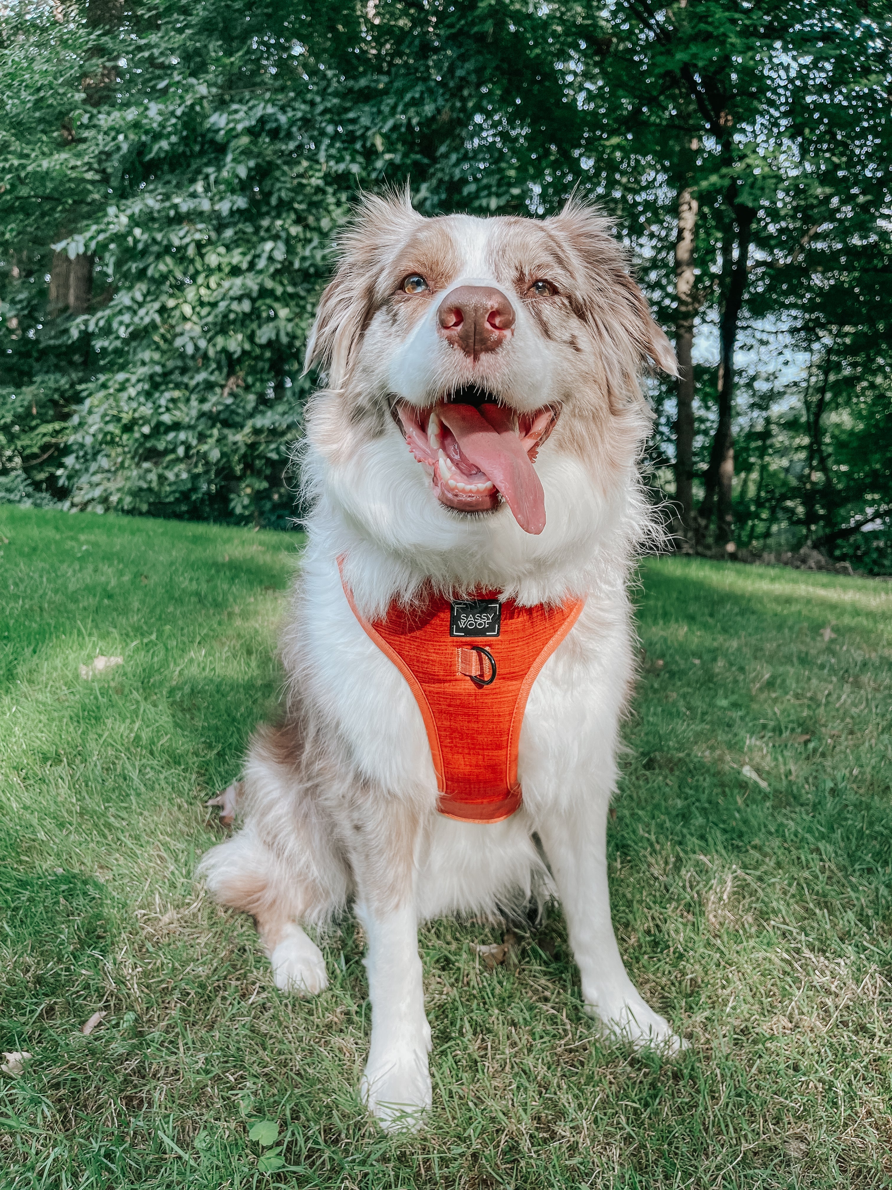 Dog Adjustable Harness - Foxy - Image 23