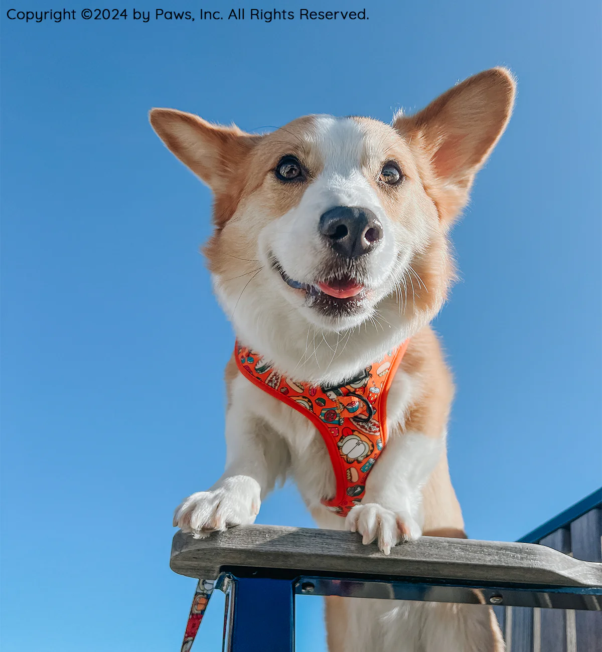 Dog Adjustable Harness - Garfield™ - Image 8