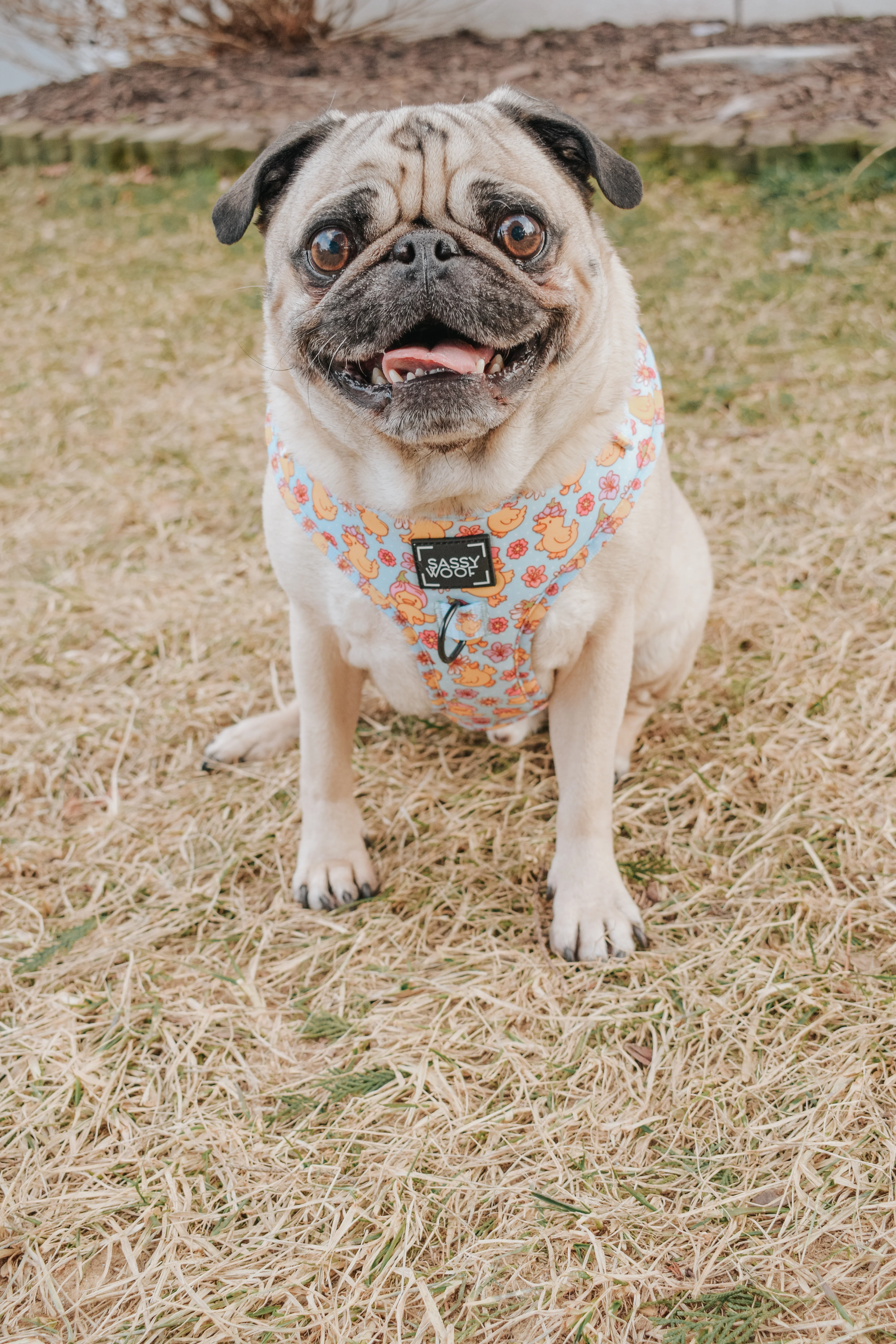 Dog Adjustable Harness - Good Duck, Babe! - Image 15