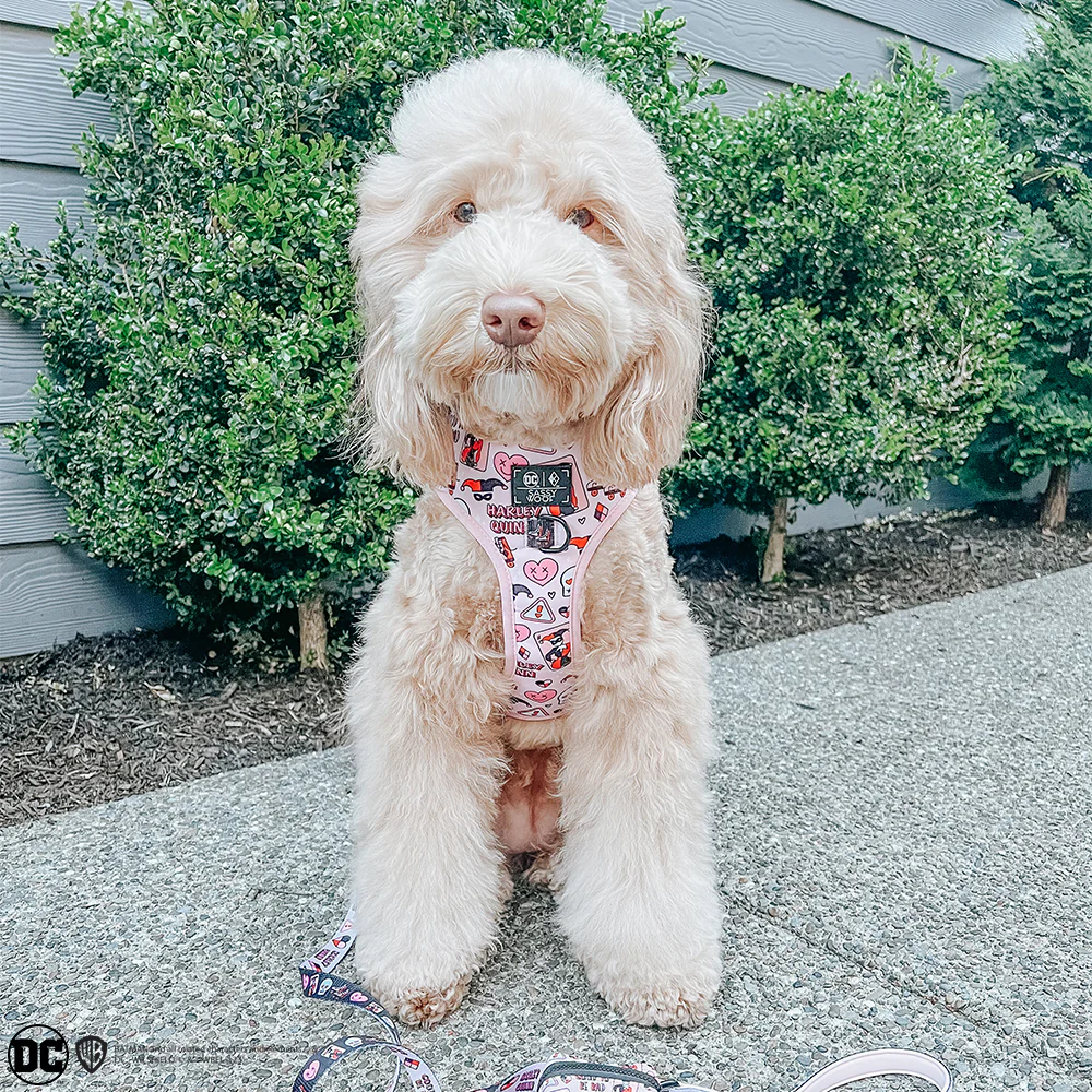 Dog Adjustable Harness - Harley Quinn™ - Image 6
