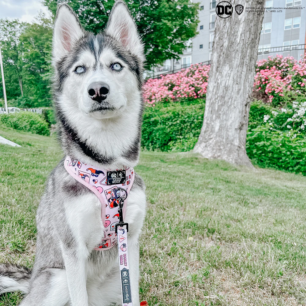 Dog Adjustable Harness - Harley Quinn™ - Image 9