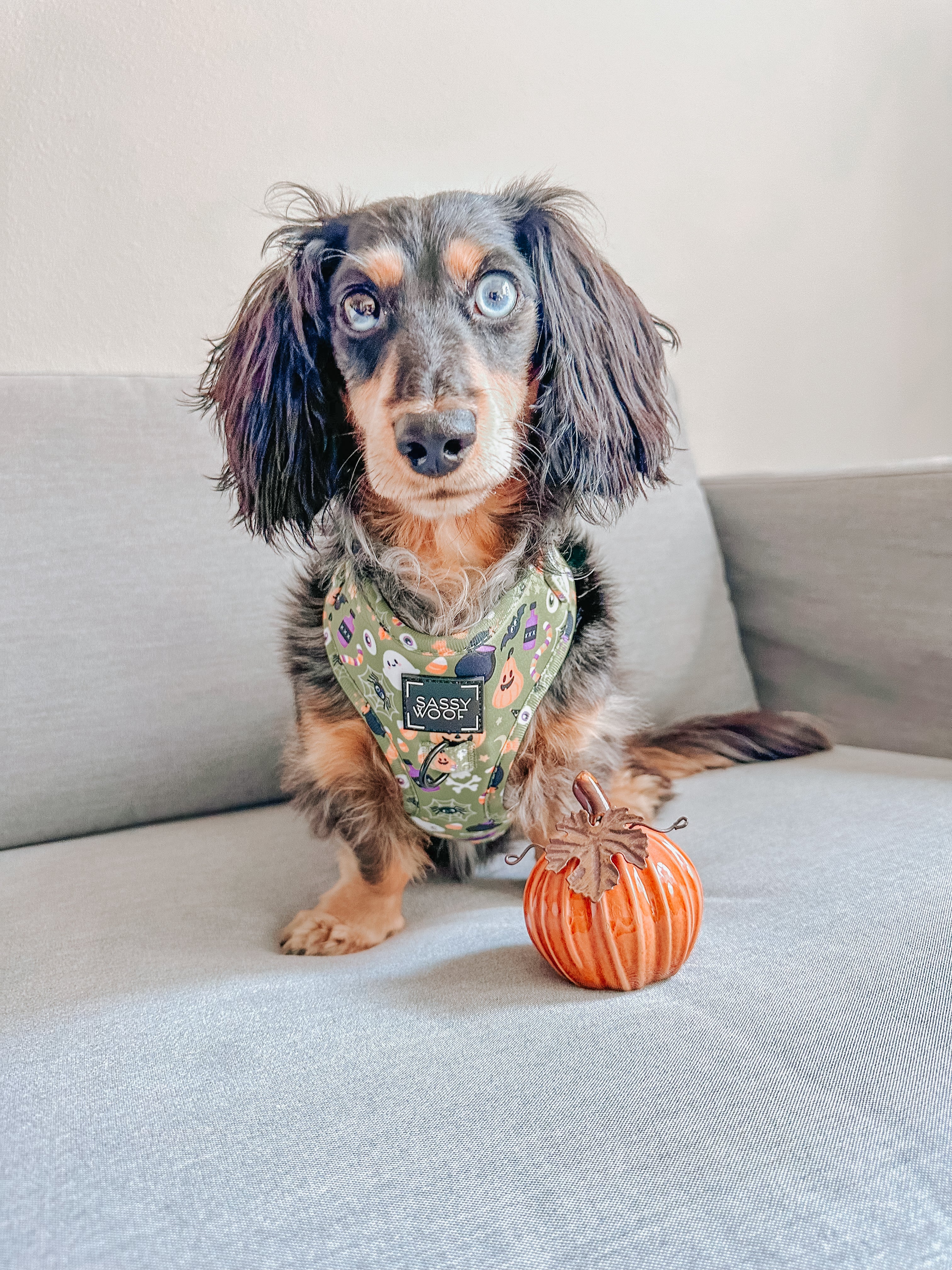 Dog Adjustable Harness - Haunt Mess - Image 11