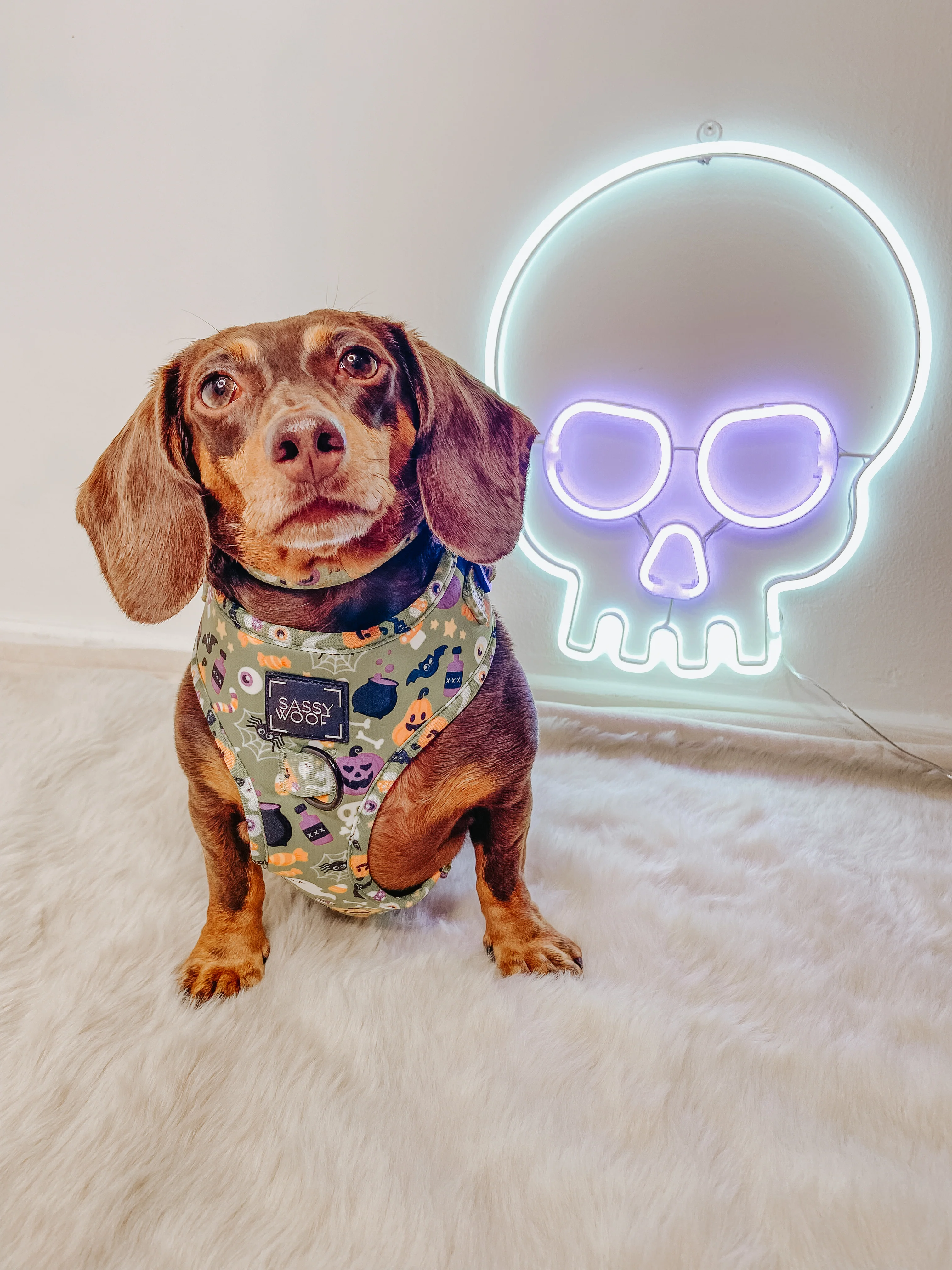 Dog Adjustable Harness - Haunt Mess - Image 12