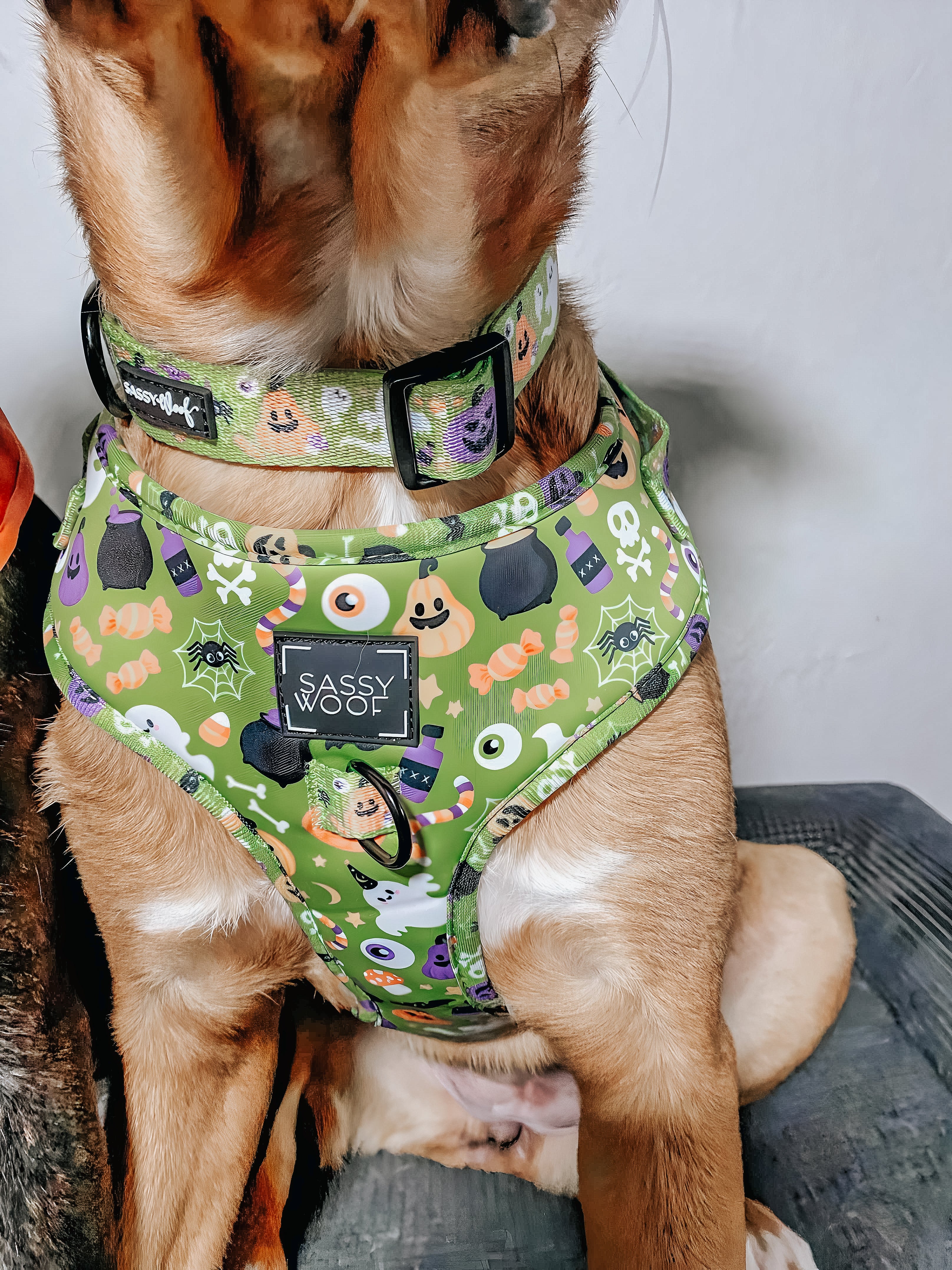 Dog Adjustable Harness - Haunt Mess - Image 13