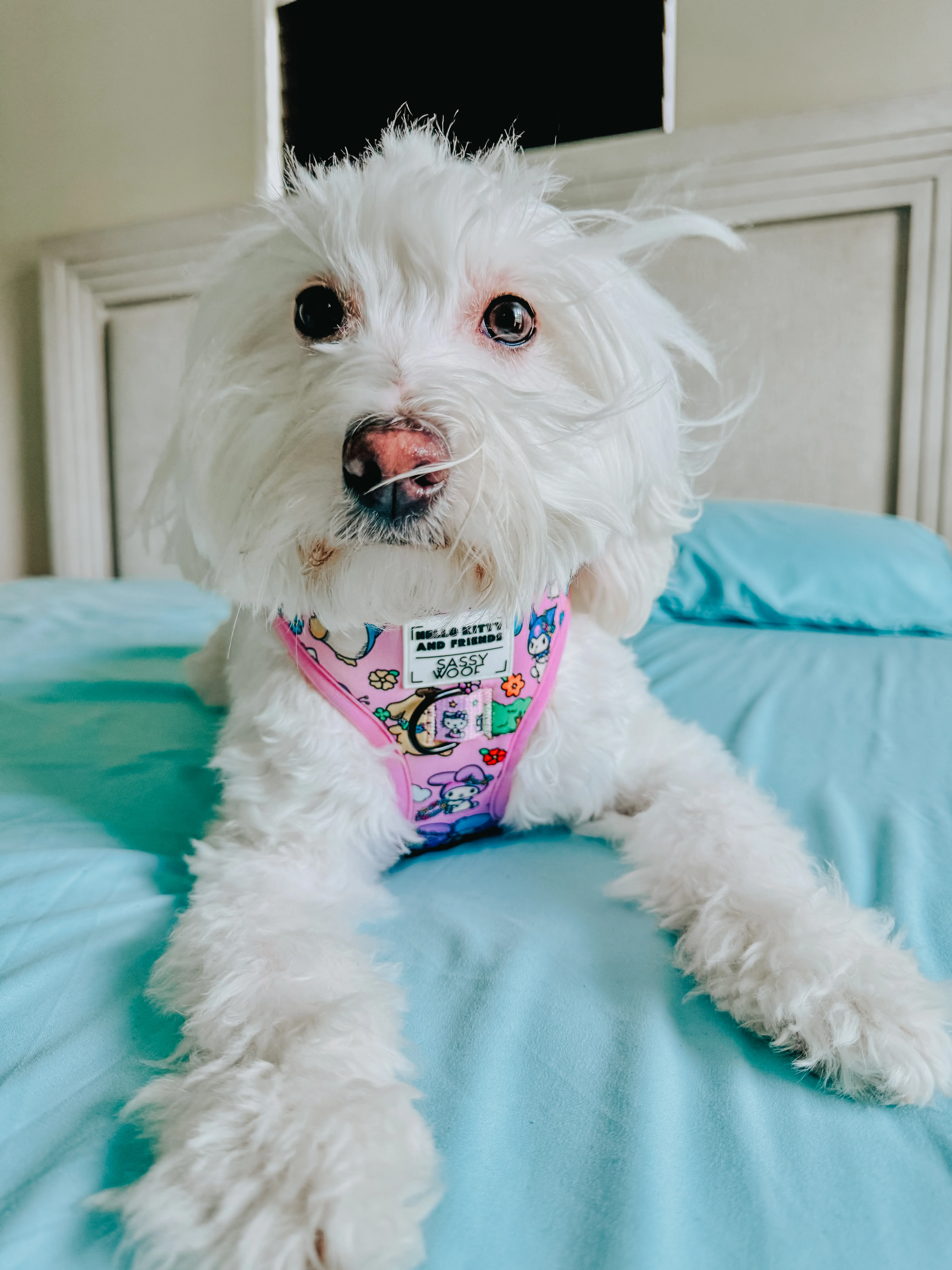 Dog Adjustable Harness - Hello Kitty® & Friends Flower Festival - Image 12