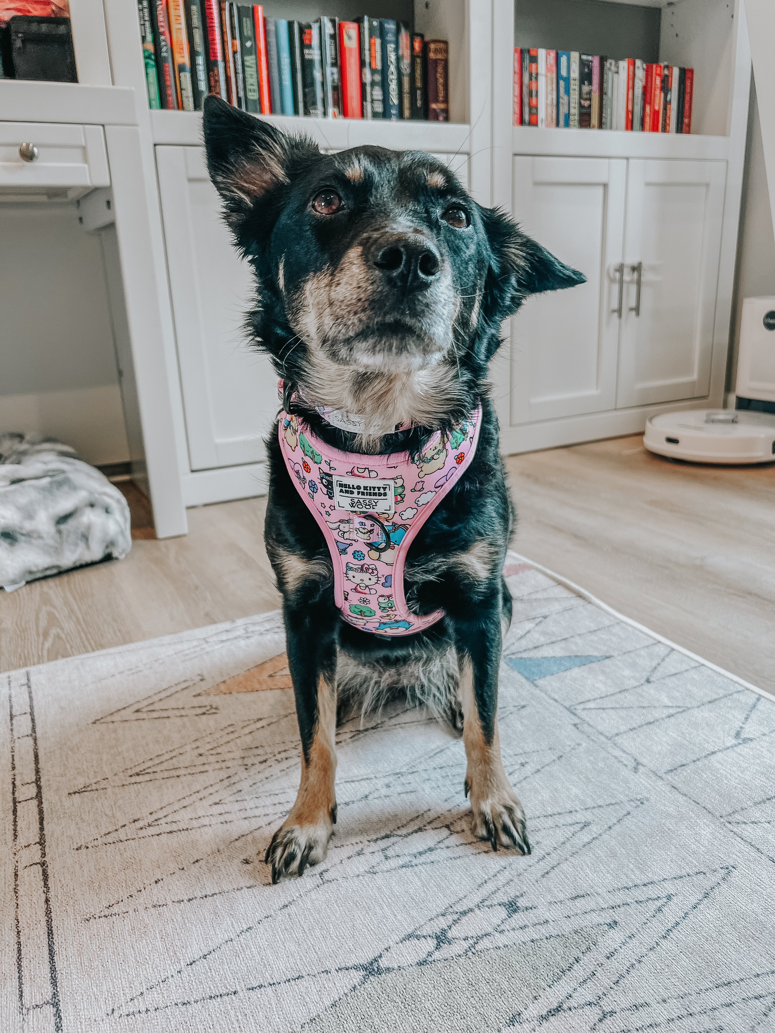Dog Adjustable Harness - Hello Kitty® & Friends Flower Festival - Image 13