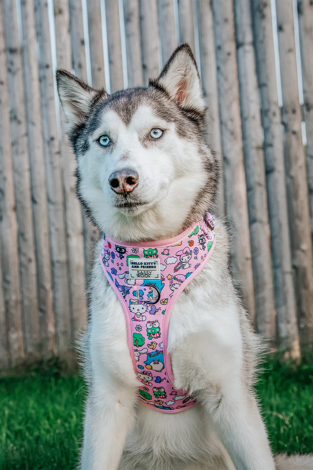 Dog Adjustable Harness - Hello Kitty® & Friends Flower Festival - Image 15