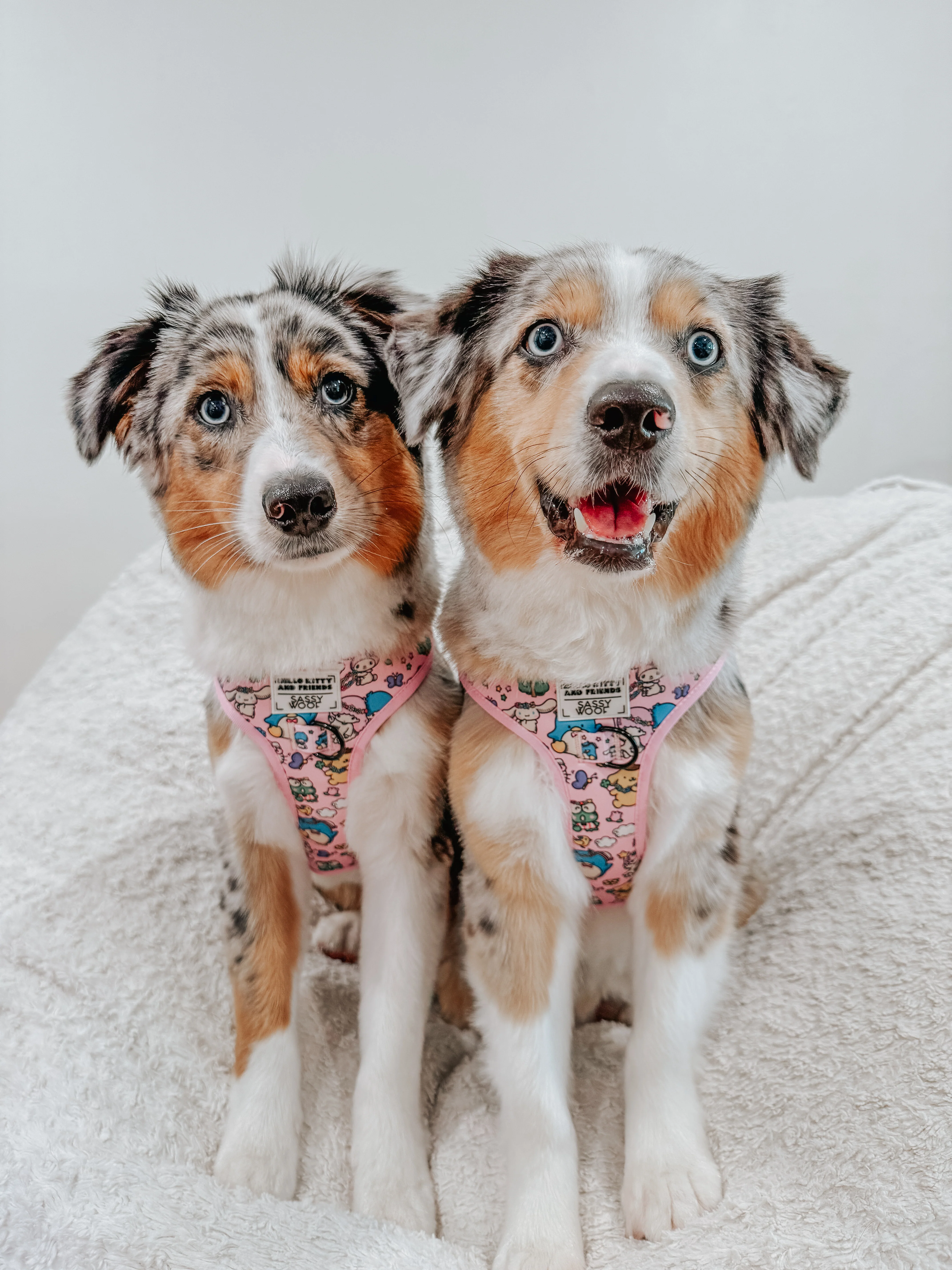 Dog Adjustable Harness - Hello Kitty® & Friends Flower Festival - Image 6