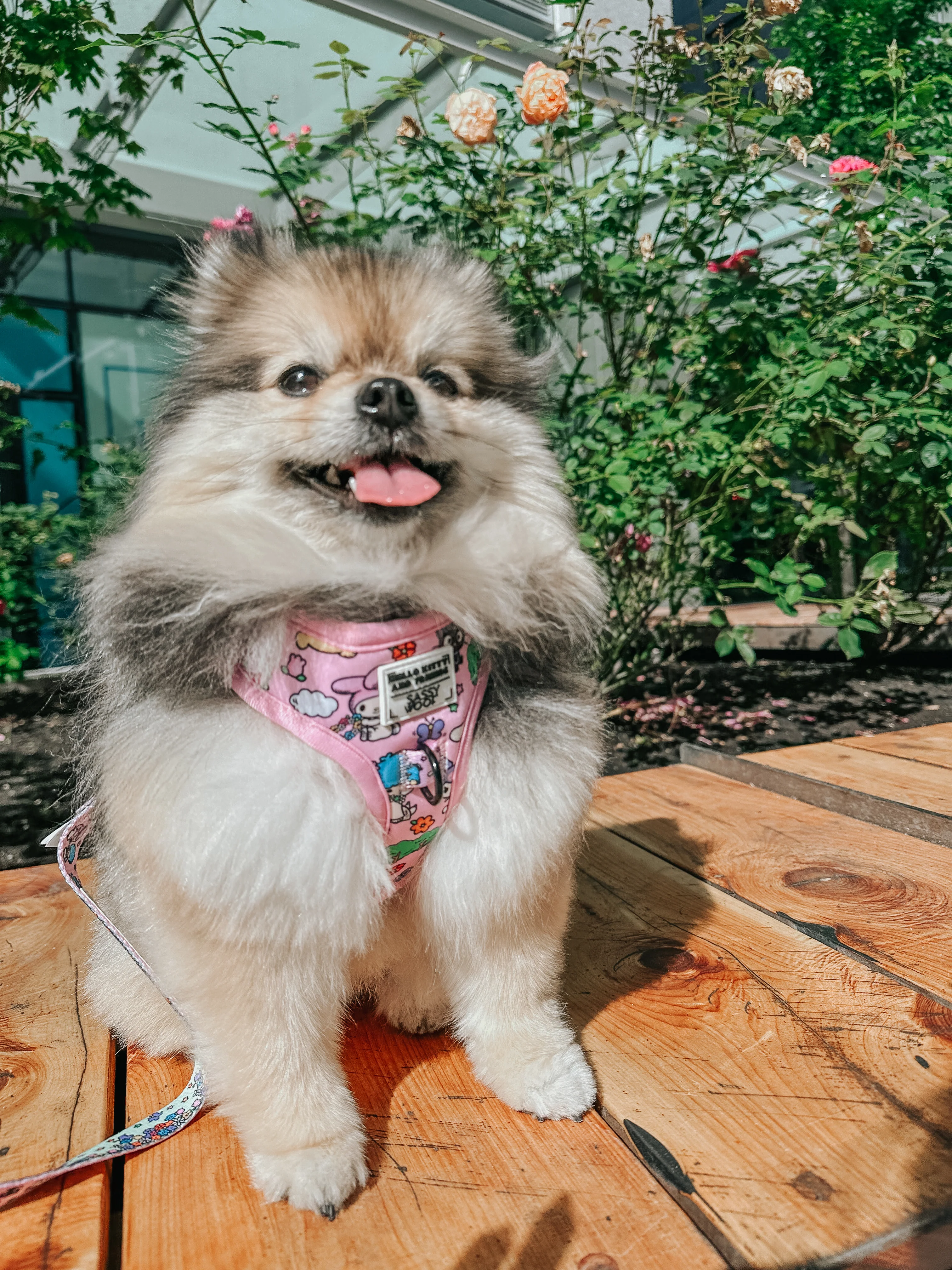 Dog Adjustable Harness - Hello Kitty® & Friends Flower Festival - Image 8