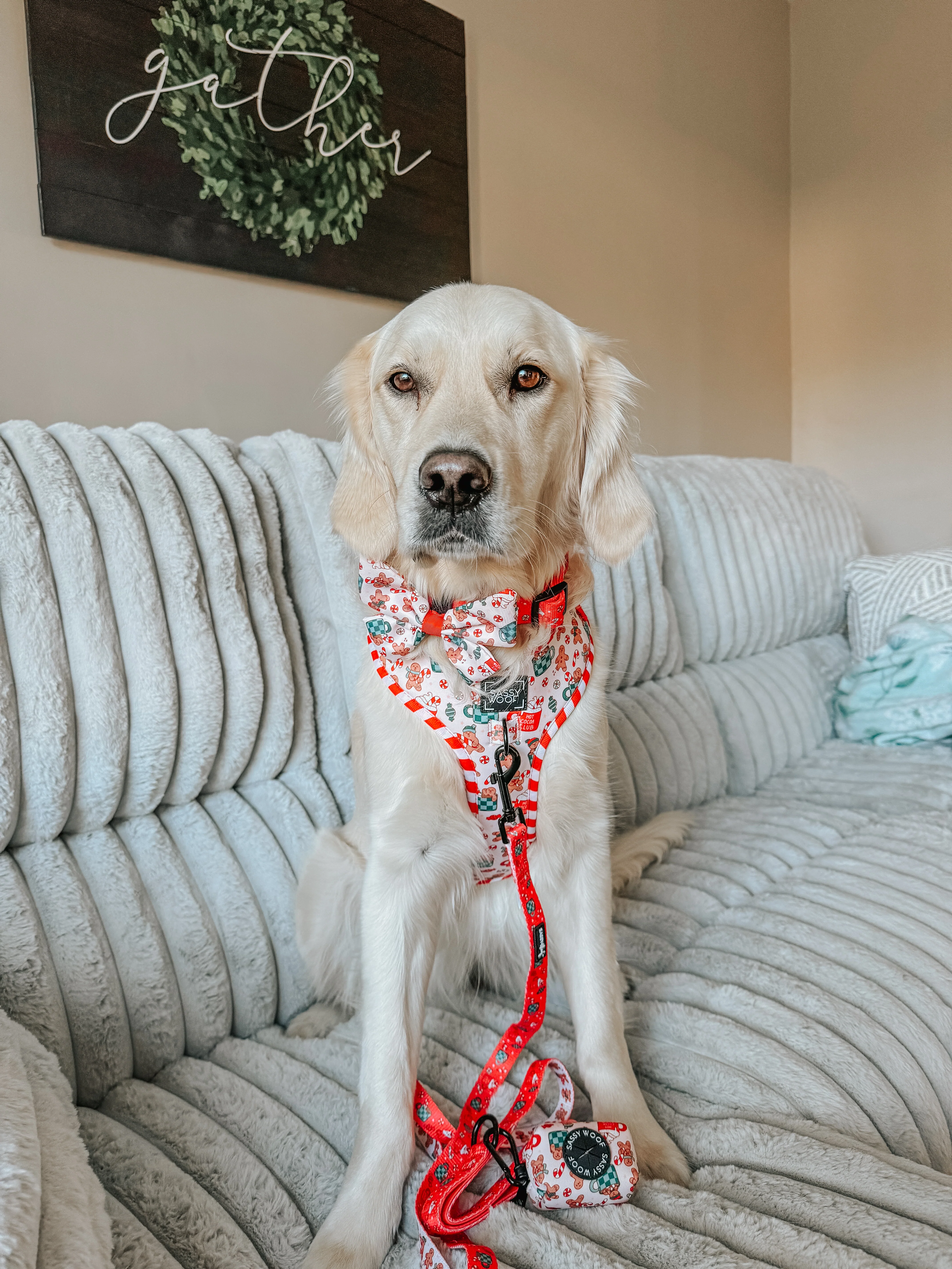 Dog Adjustable Harness - Hot Cocoa Club - Image 13