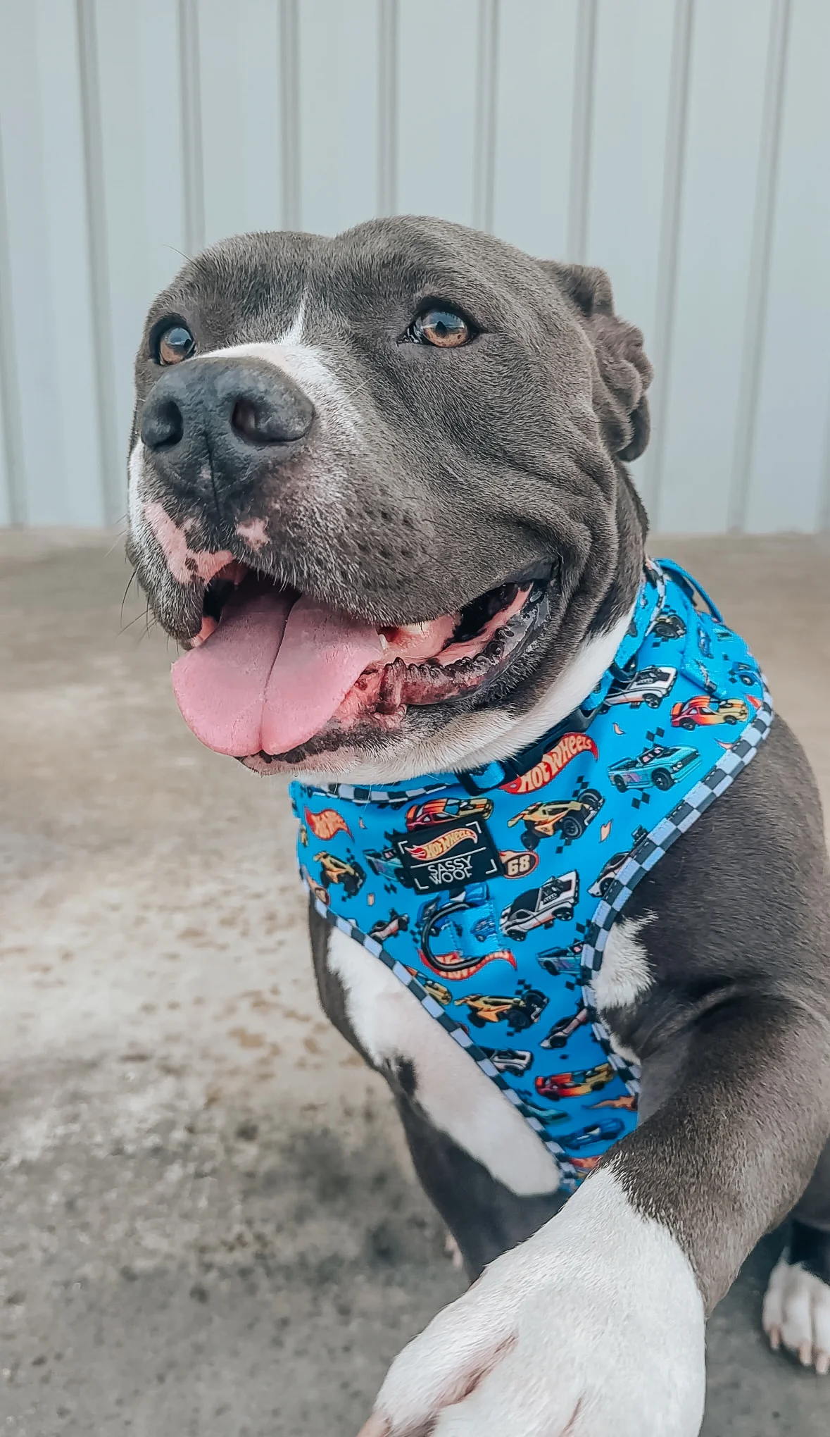Dog Adjustable Harness - Hot Wheels™ - Image 11