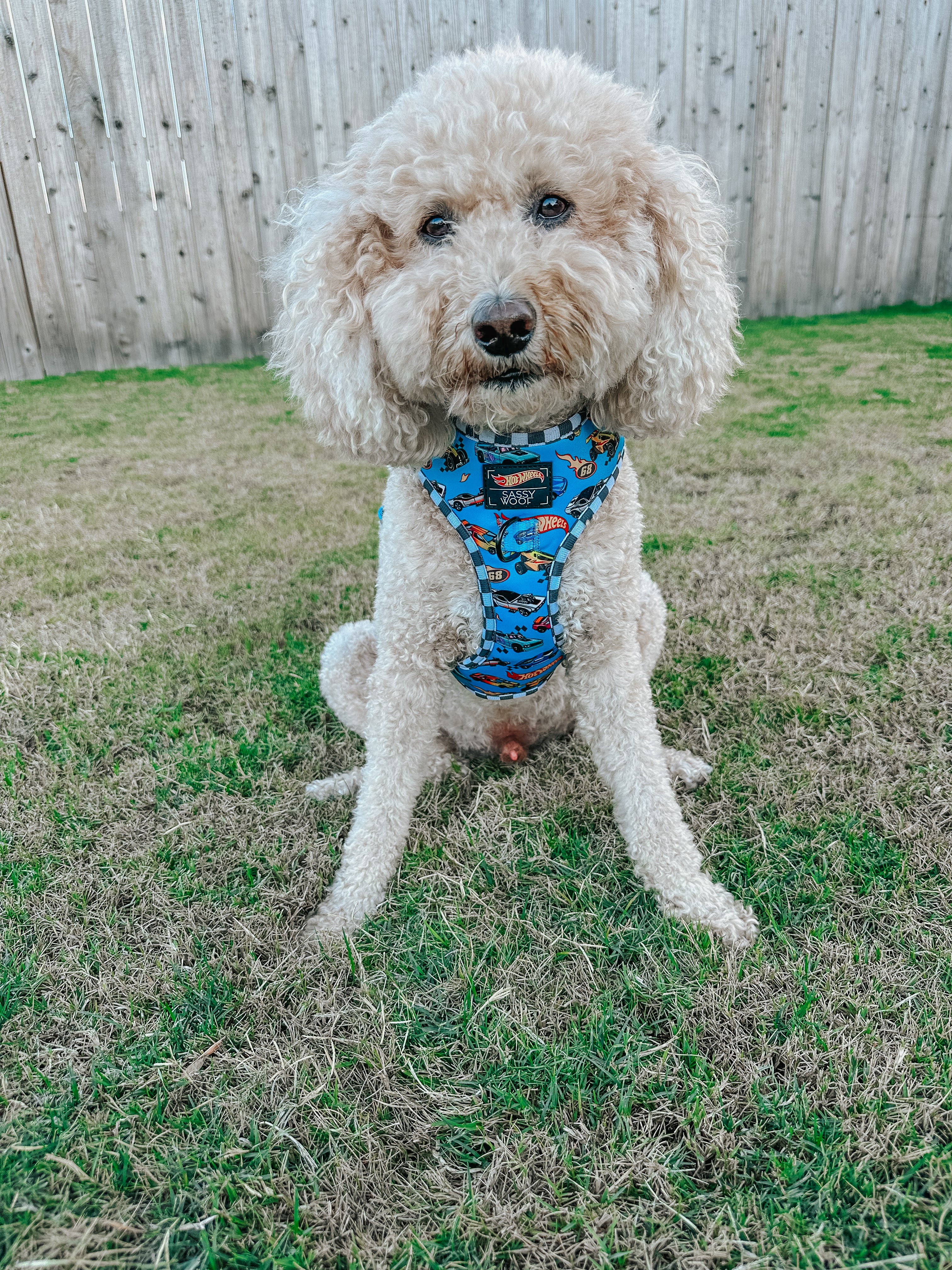 Dog Adjustable Harness - Hot Wheels™ - Image 12
