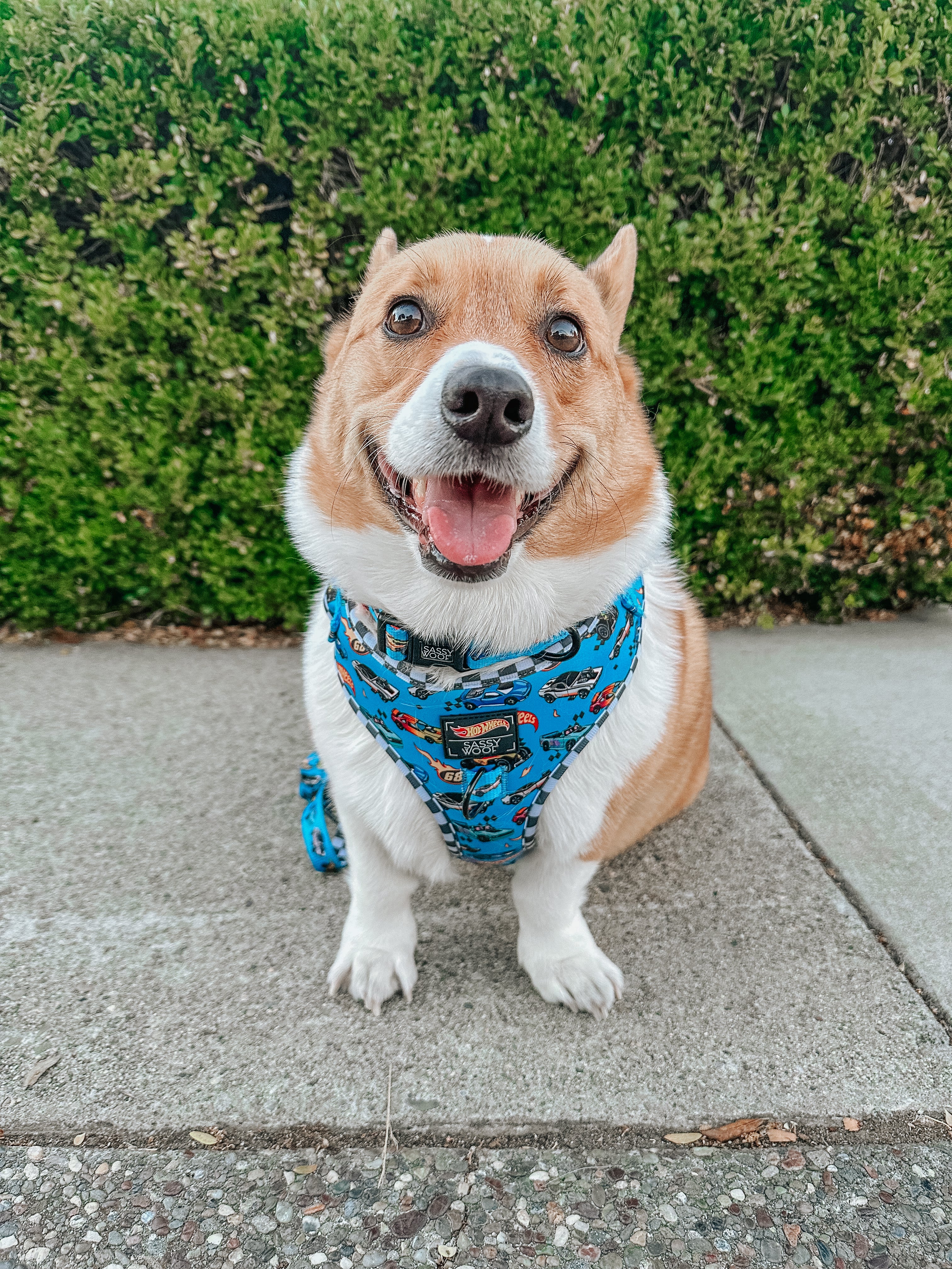 Dog Adjustable Harness - Hot Wheels™ - Image 14