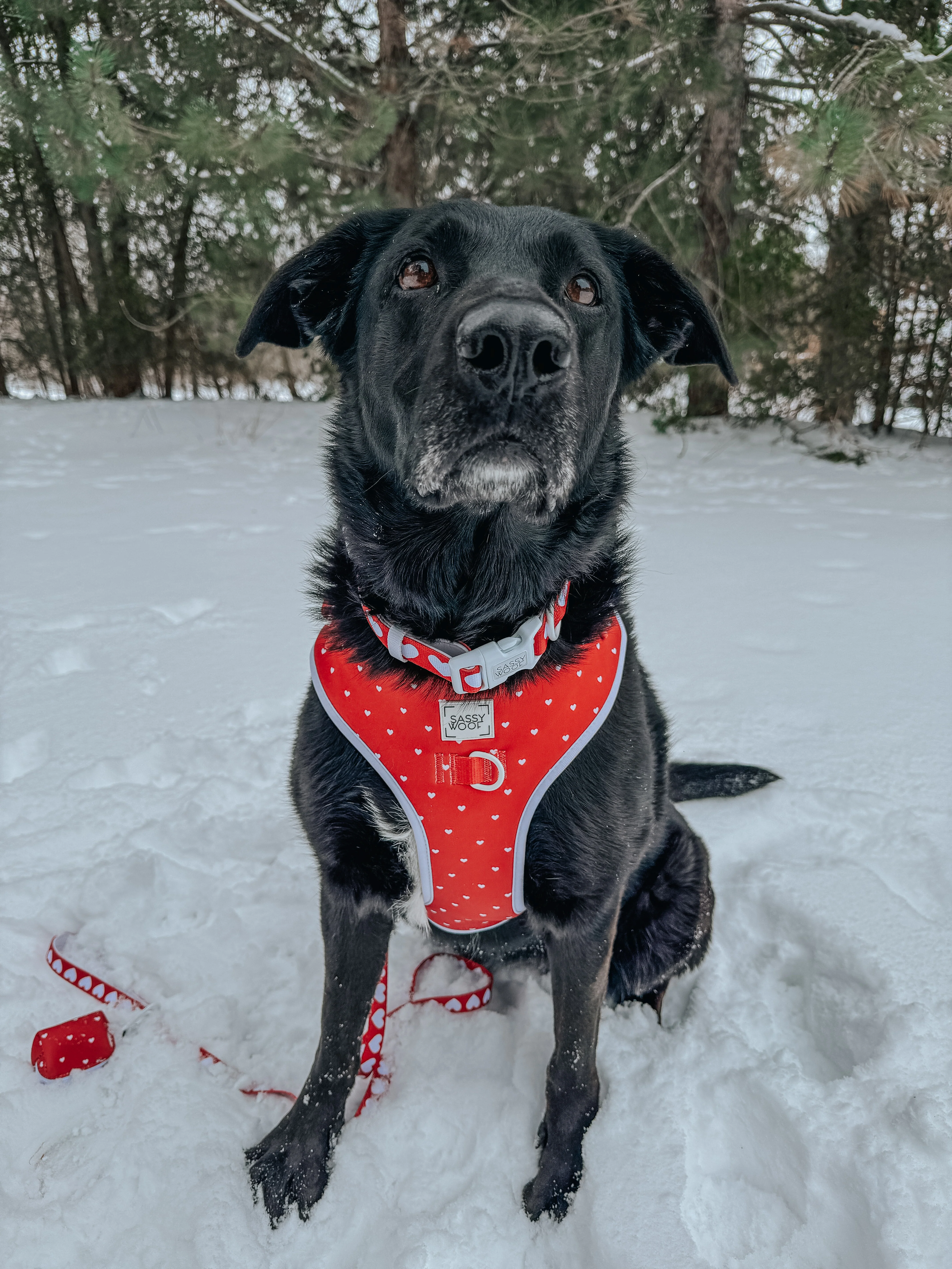 Dog Adjustable Harness - Little Love - Image 14