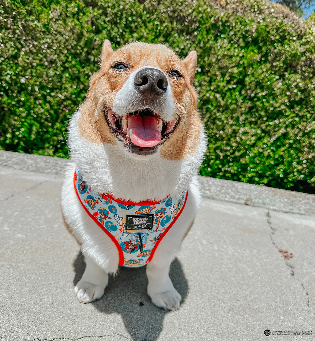 Dog Adjustable Harness - Looney Tunes™ Blue - Image 6