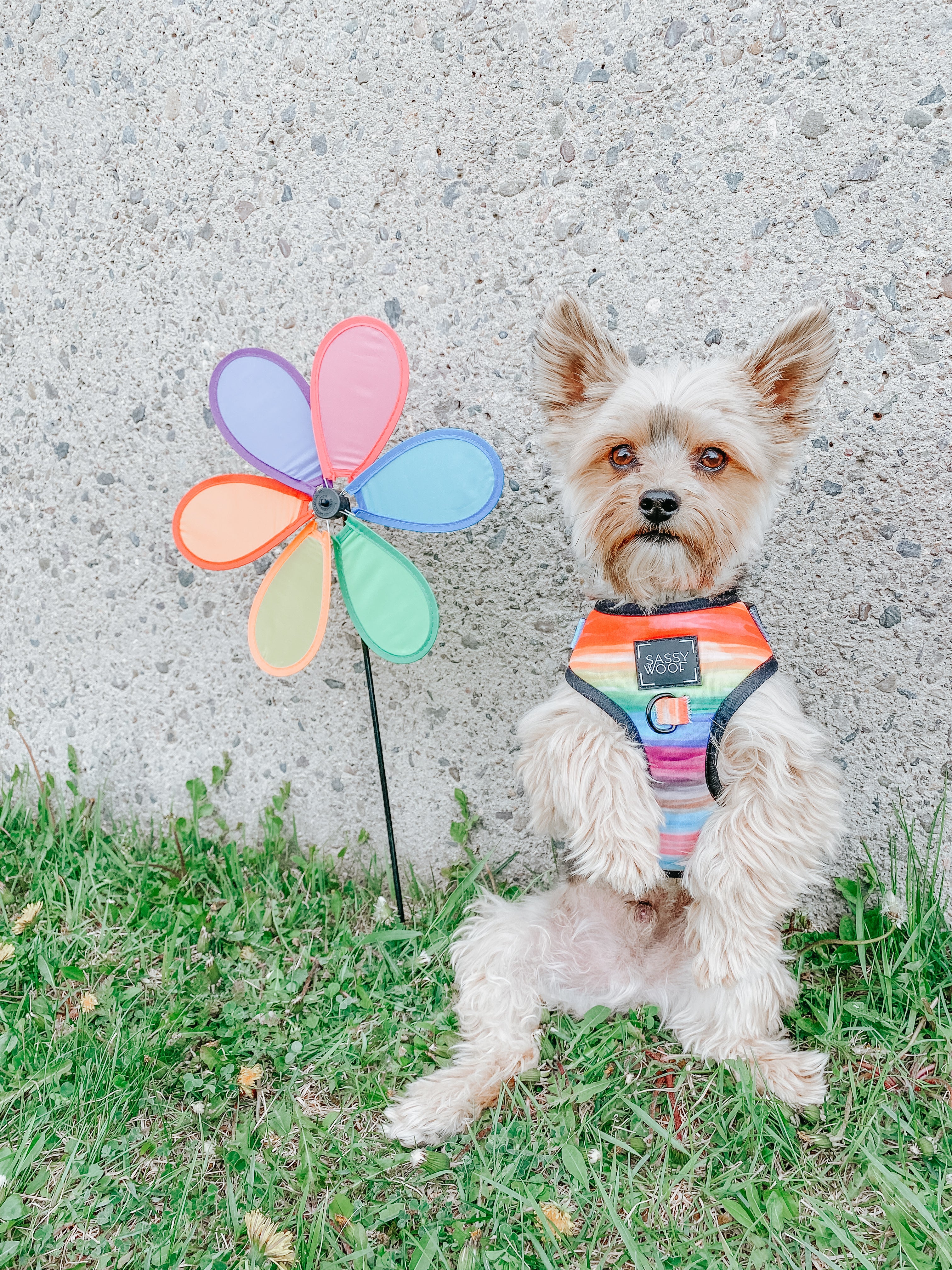 Dog Adjustable Harness - Love You Fur You - Image 11